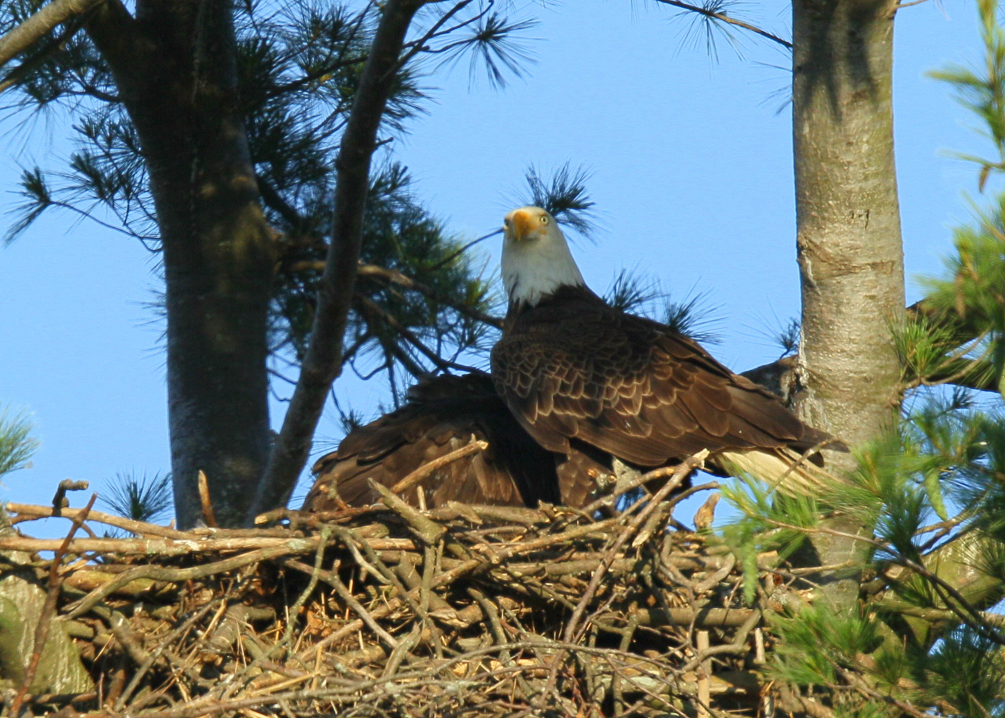 Bald Eagle and chick at feeding time