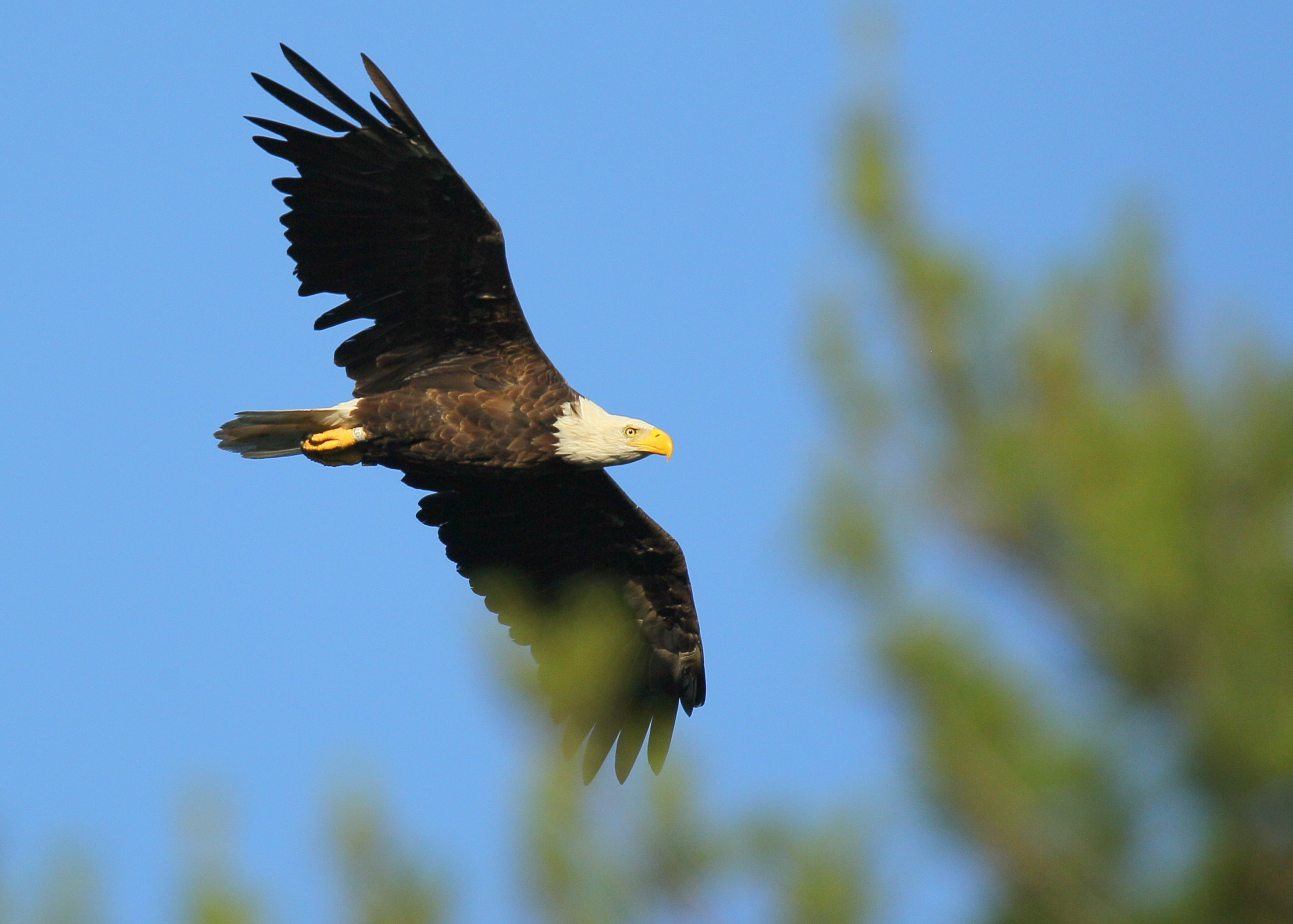 Bald Eagle adult in flight mode around nest