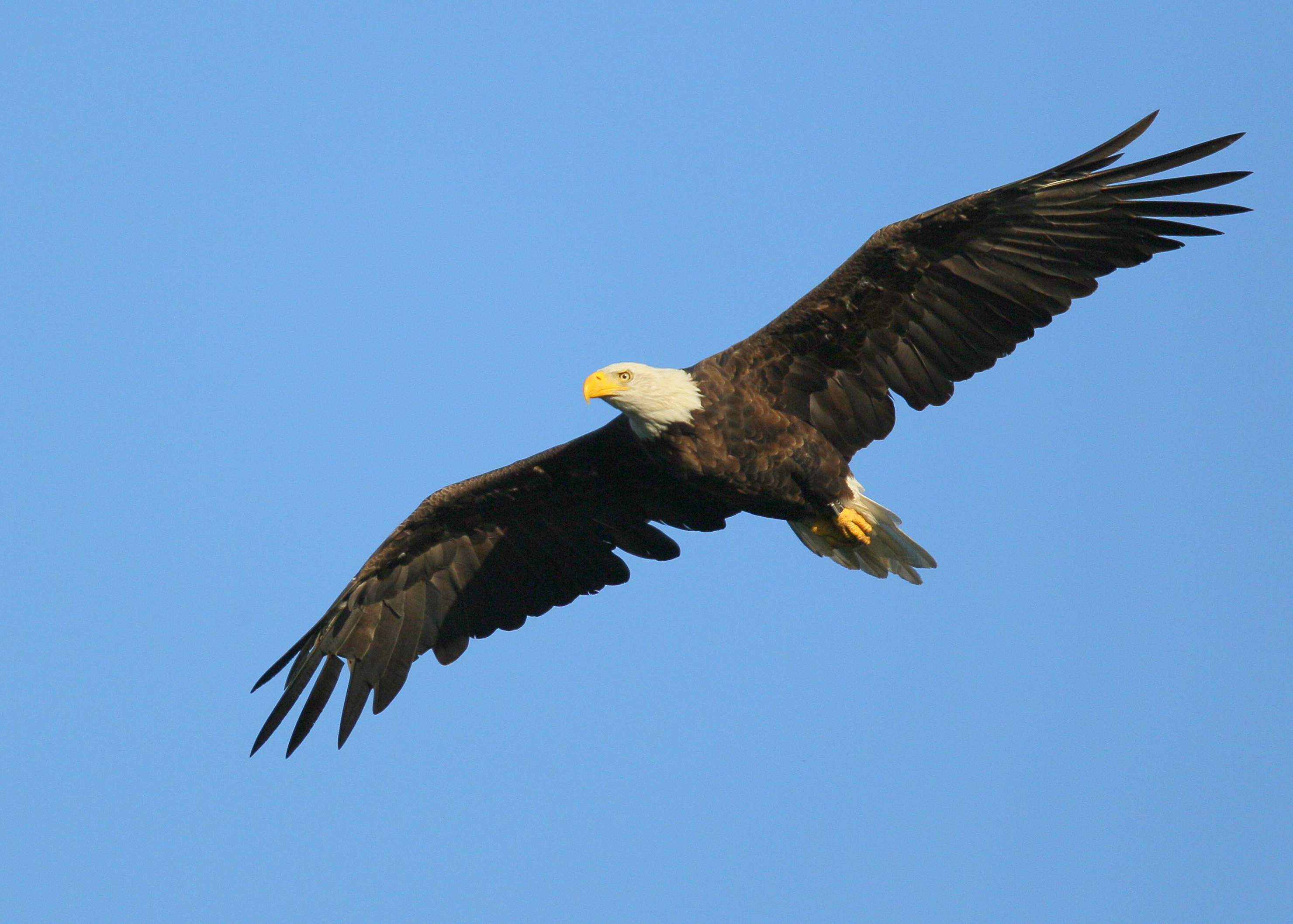 Bald Eagle adult in flight mode around nest