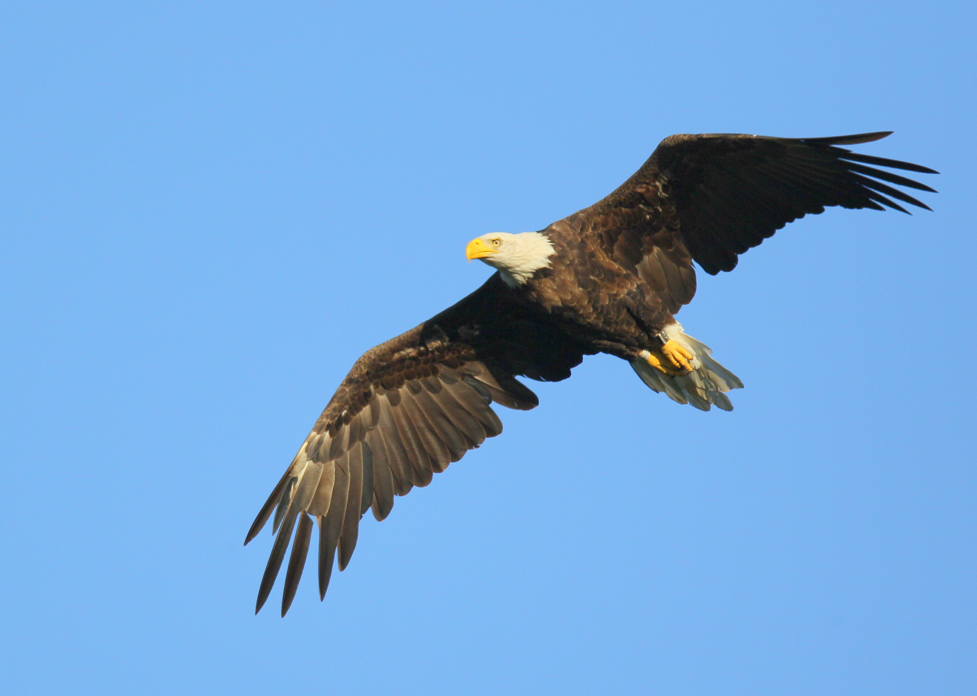 Bald Eagle adult in flight mode around nest