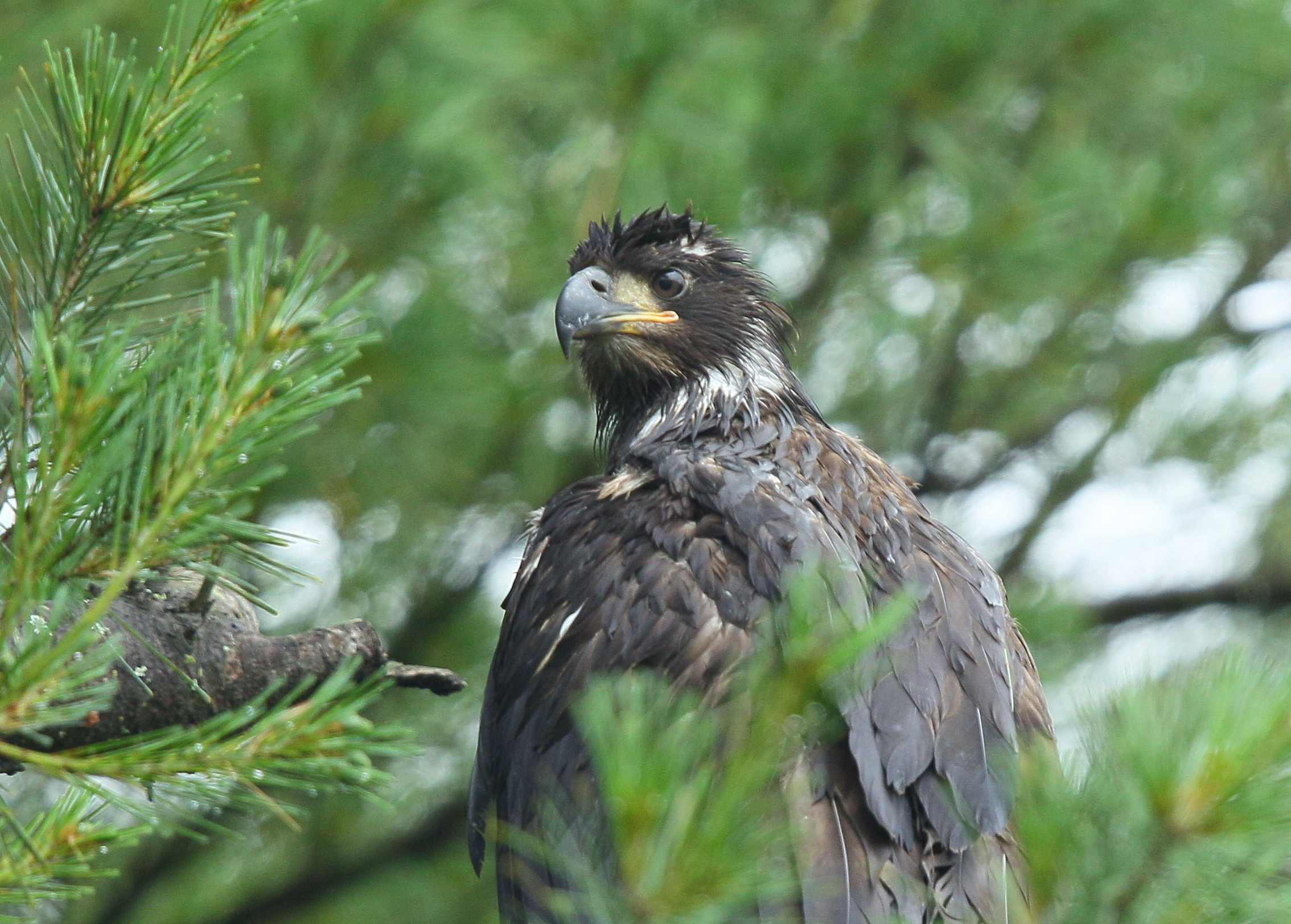 Bald Eagle fledgling in tree about 375 yards from nest