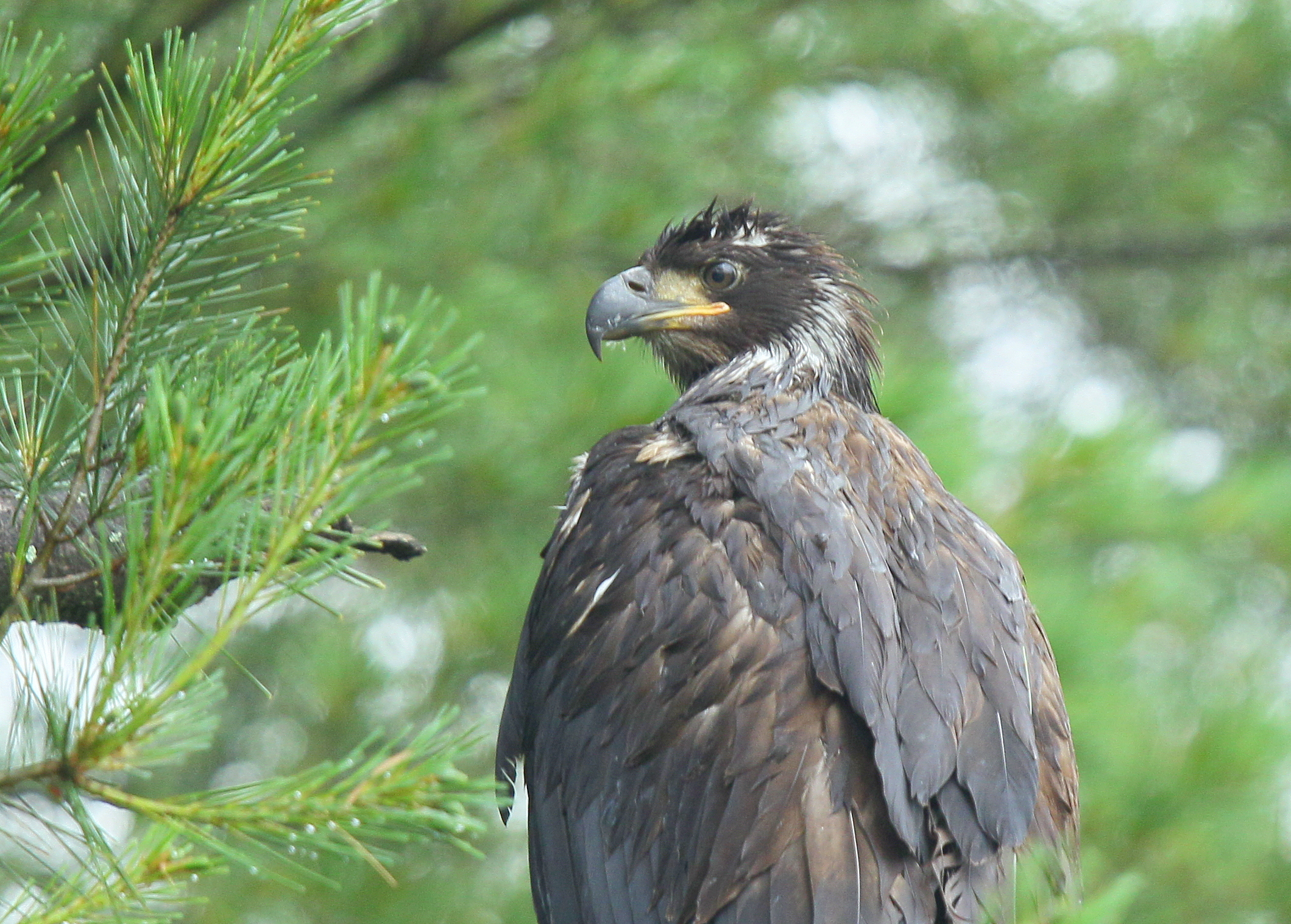 Bald Eagle fledgling in tree about 375 yards from nest