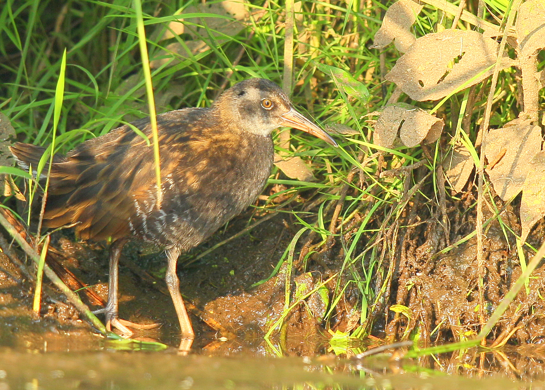 Virginia Rail juvenile
