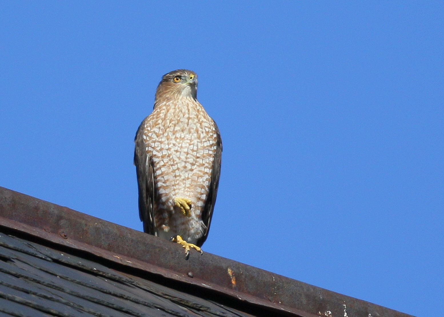 Coopers Hawk