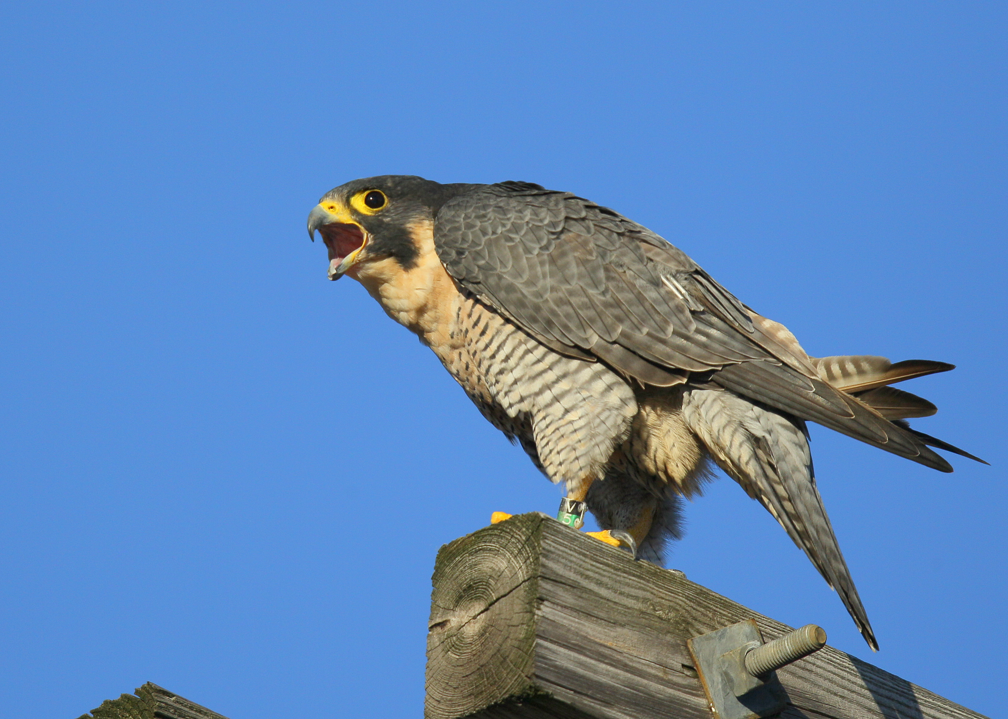 Peregrine Falcon, adult female squawking at nearby male