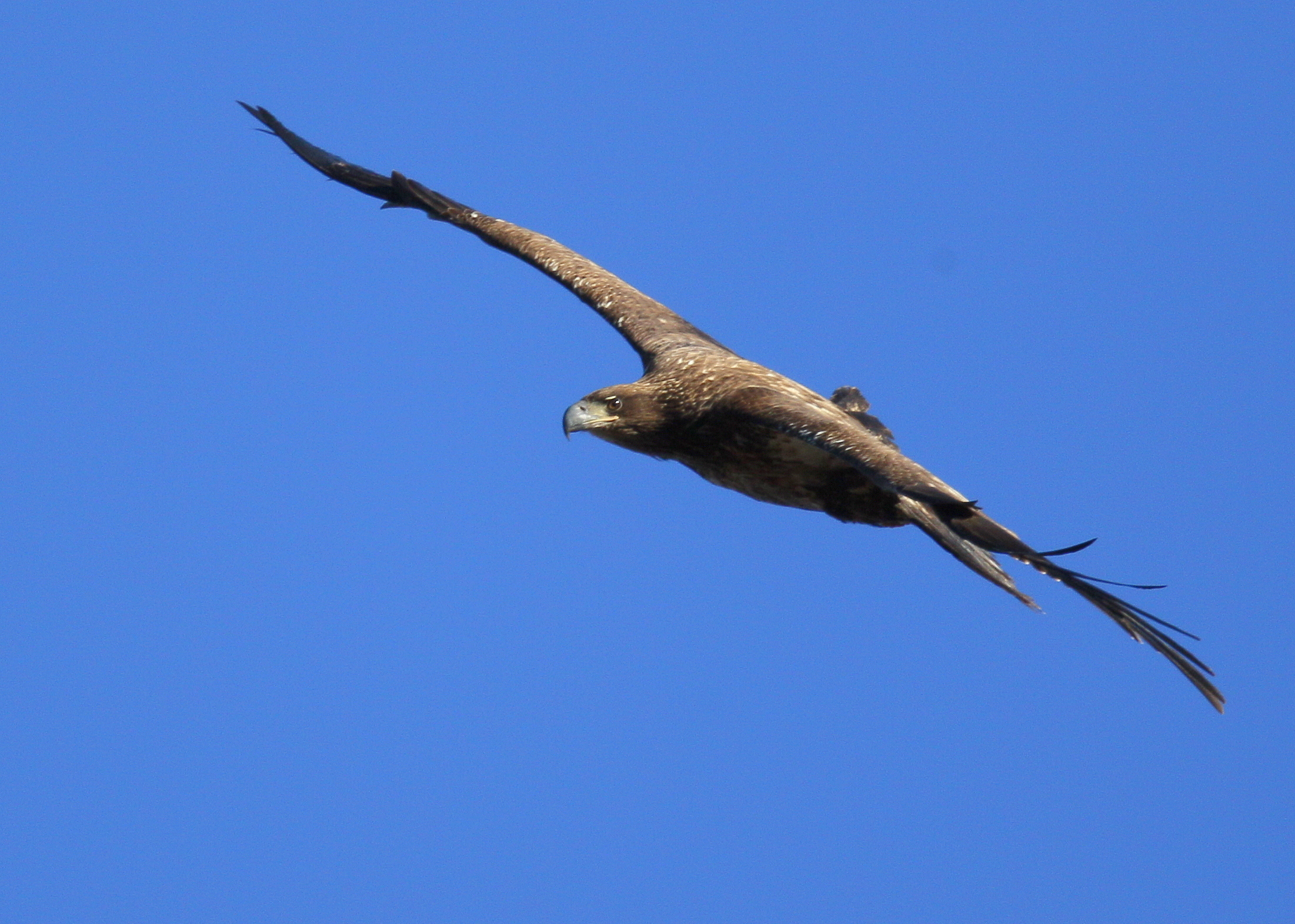 Bald Eagle, first year juvenile