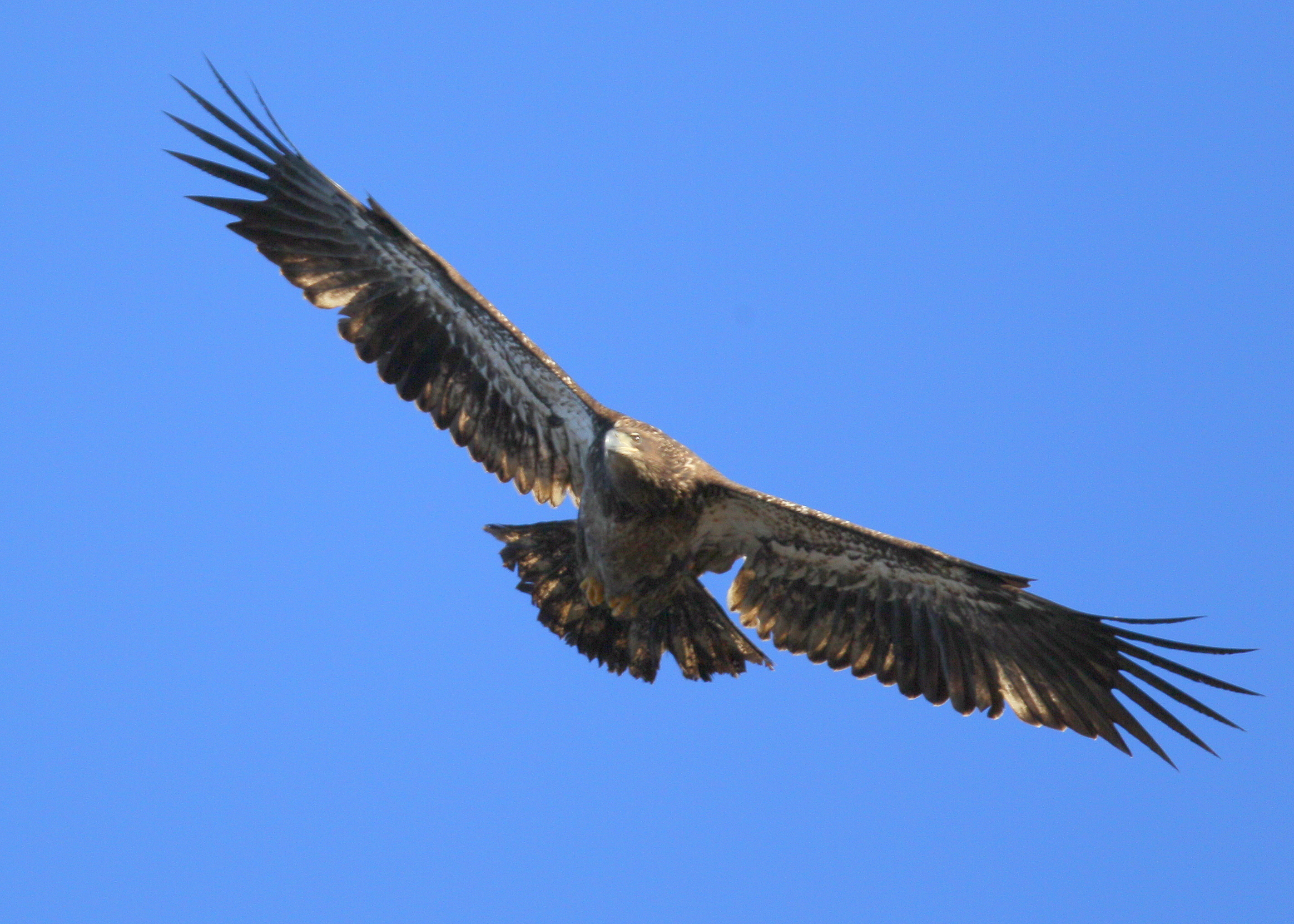 Bald Eagle, first year juvenile