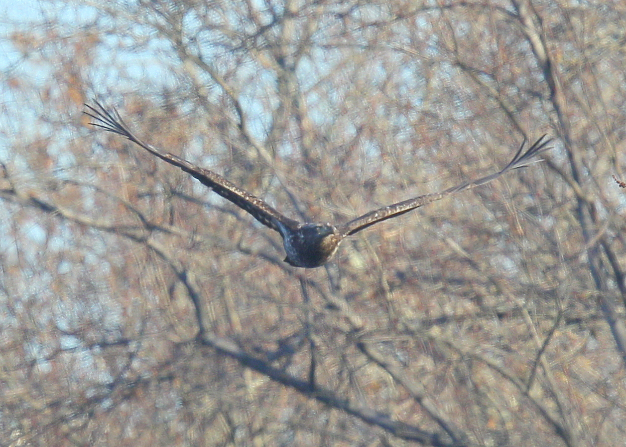 Bald Eagle, first year juvenile