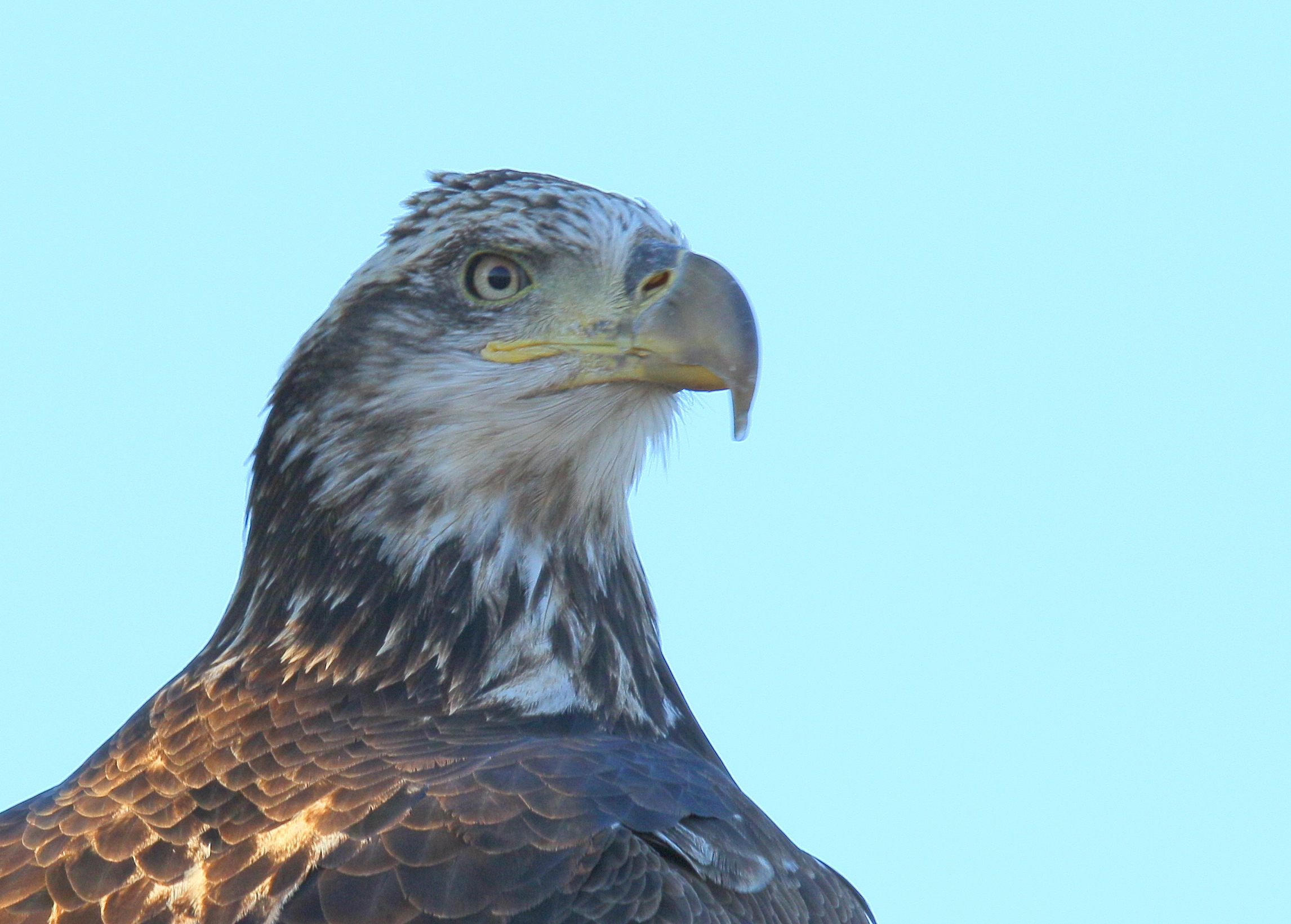 Bald Eagle, subadult, 3rd year