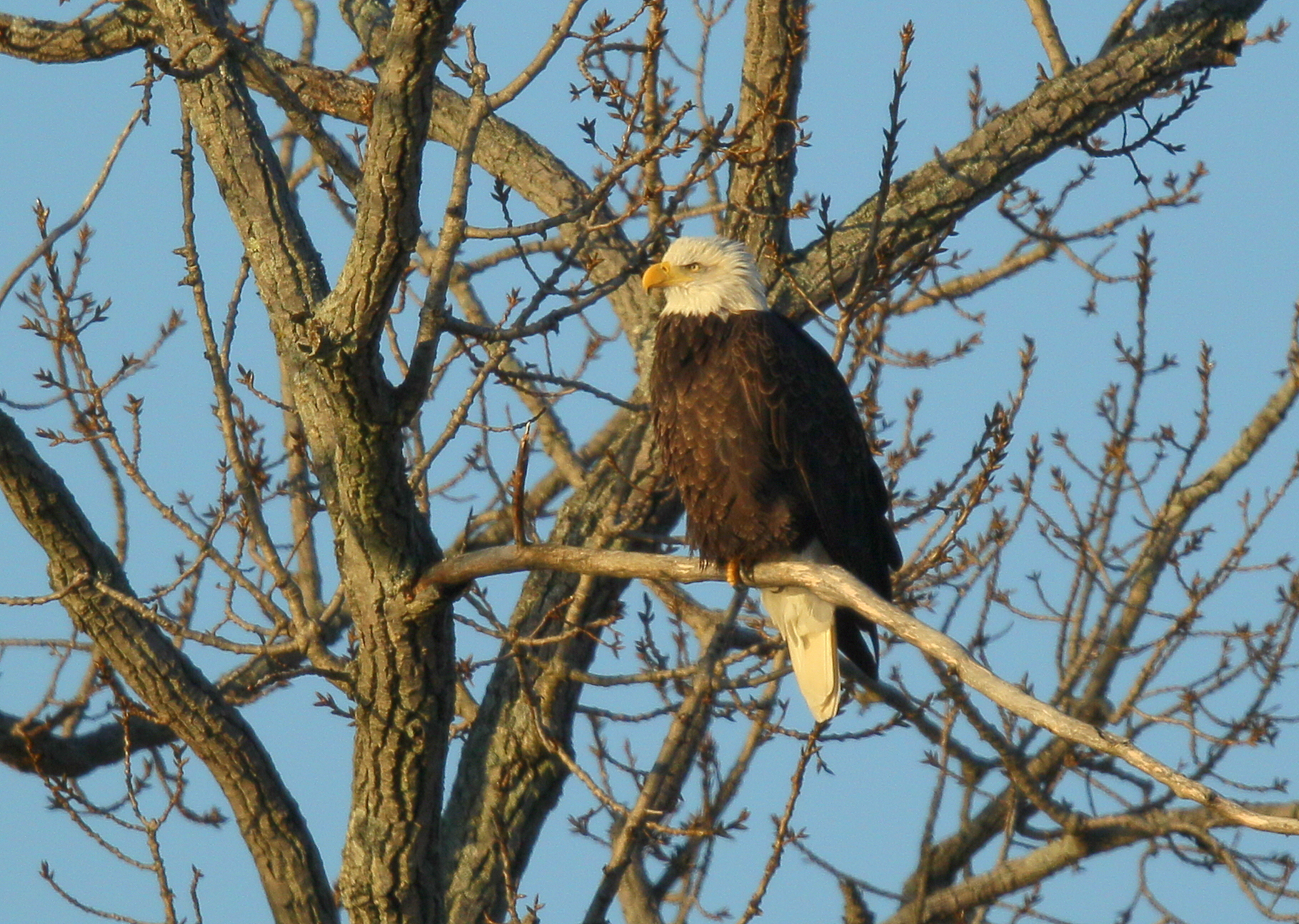 Bald Eagle adult