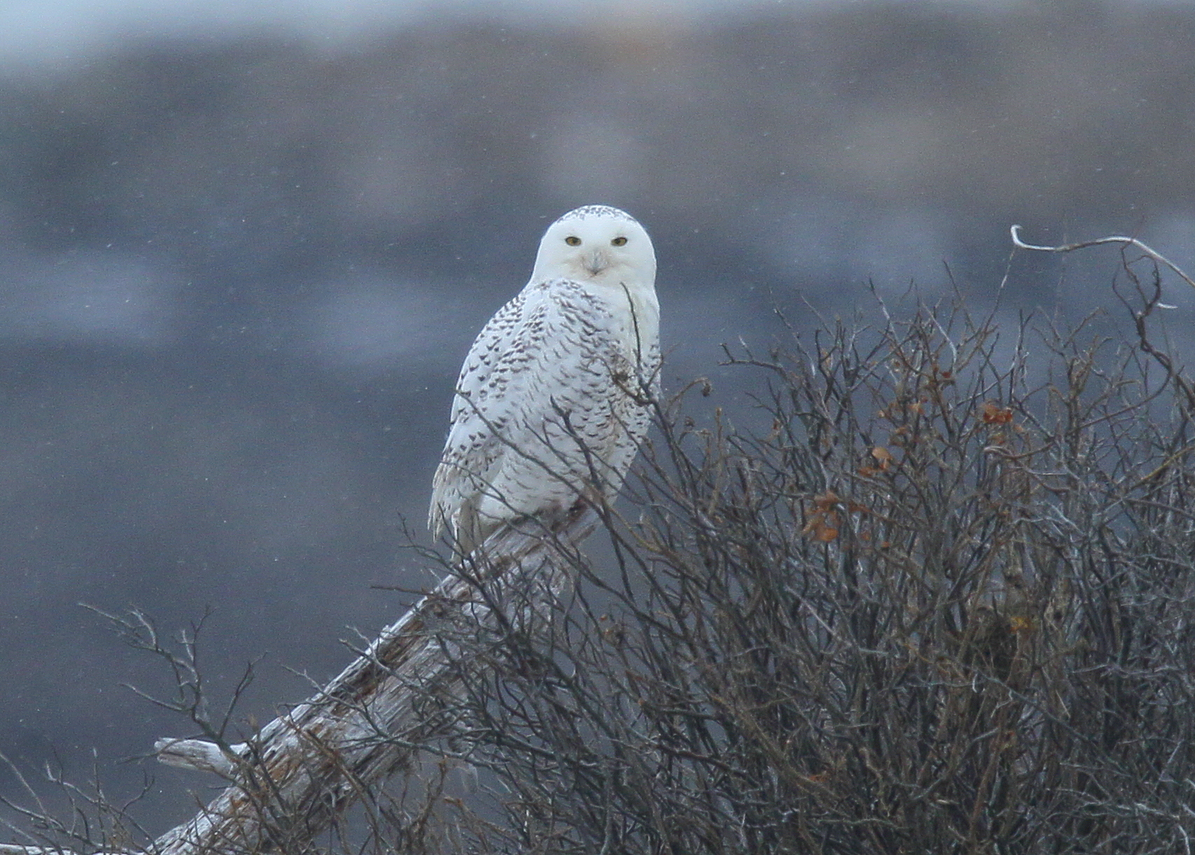 Snowy Owl