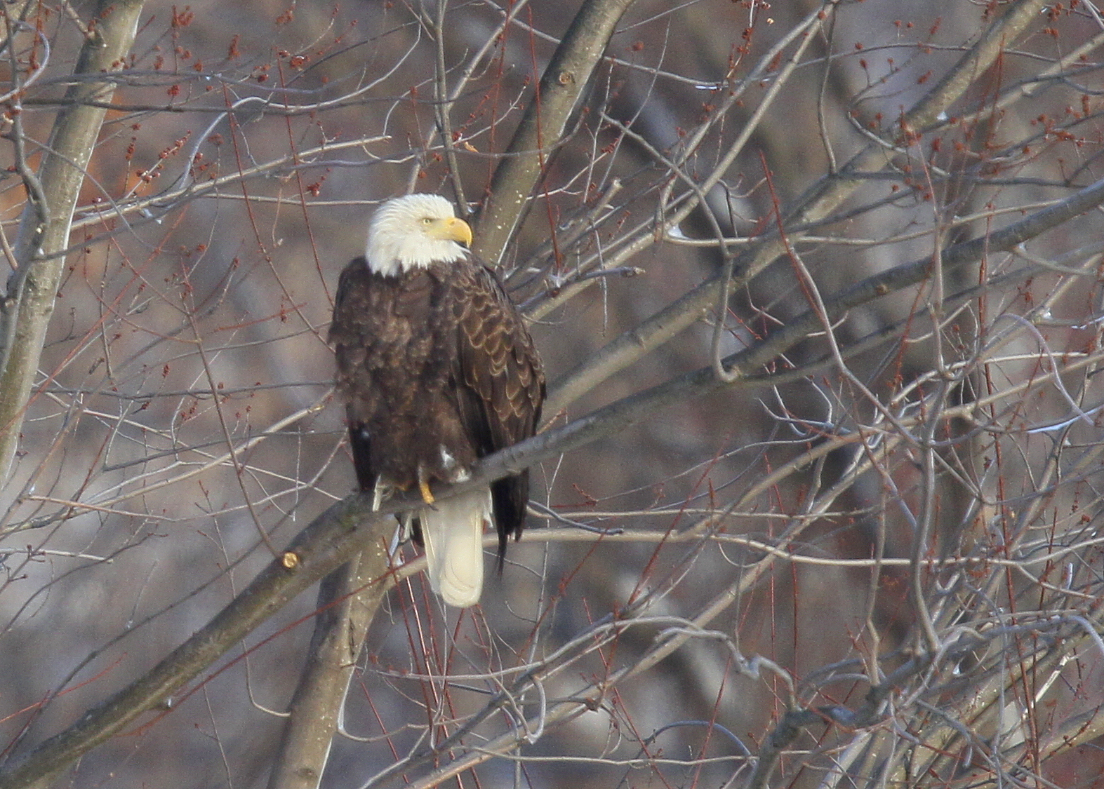 Bald Eagle adult