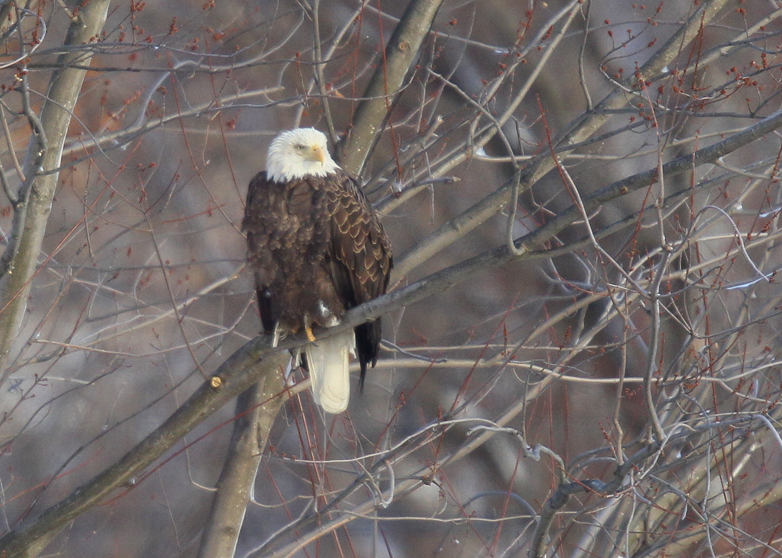 Bald Eagle adult