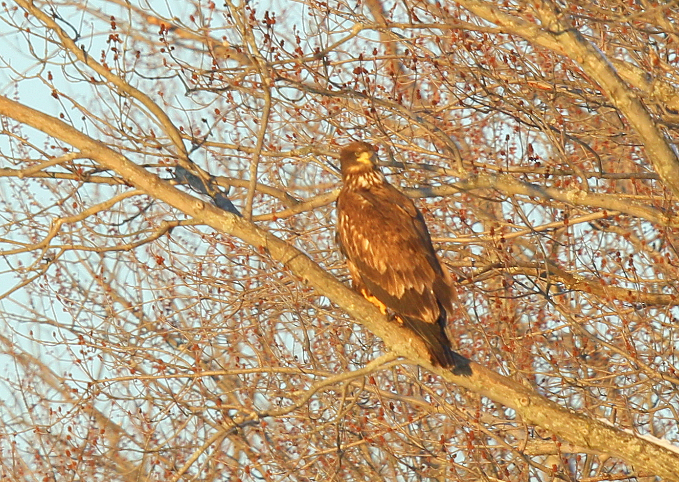 Bald Eagle, first year juvenile