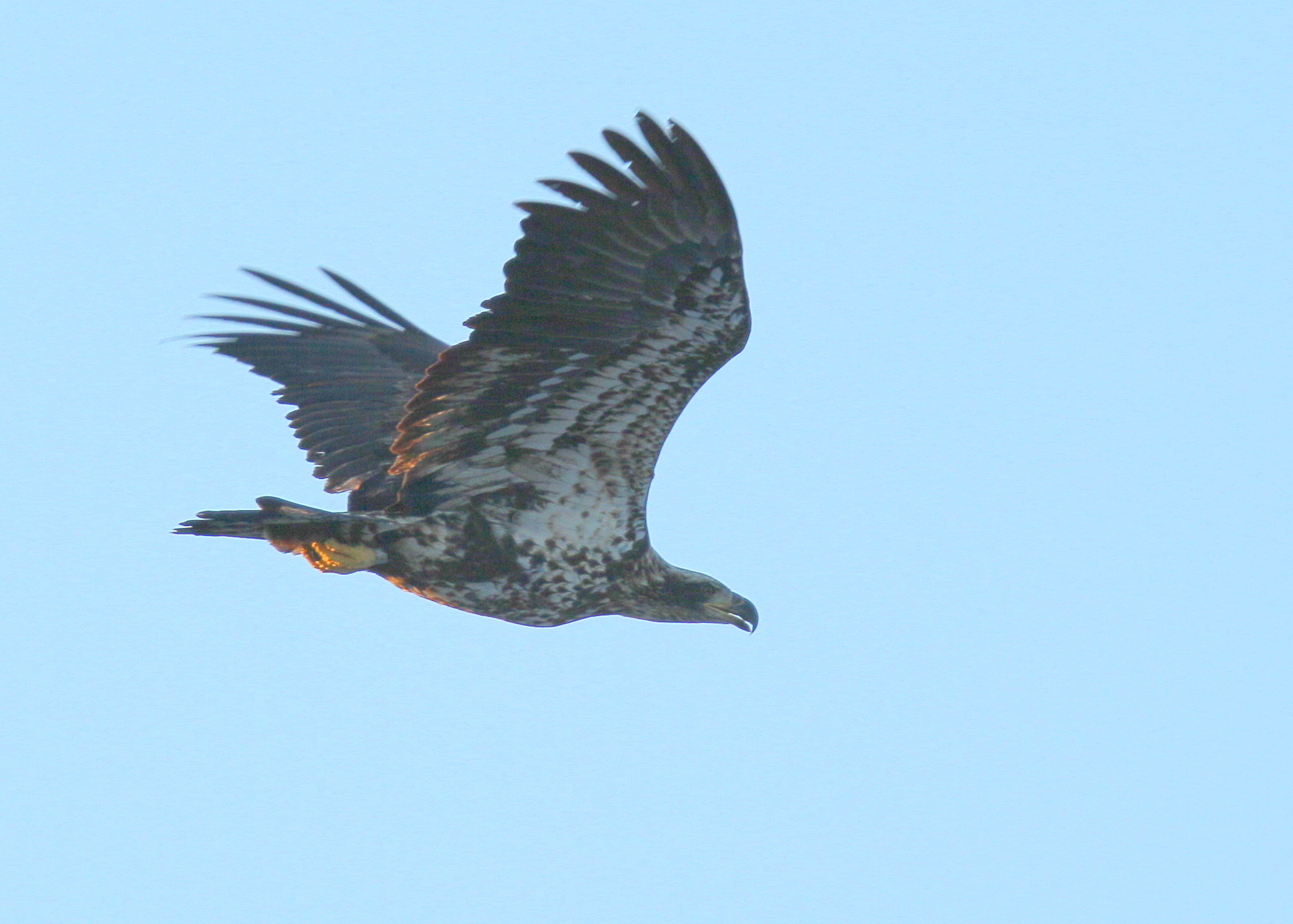 Bald Eagle, subadult, II 