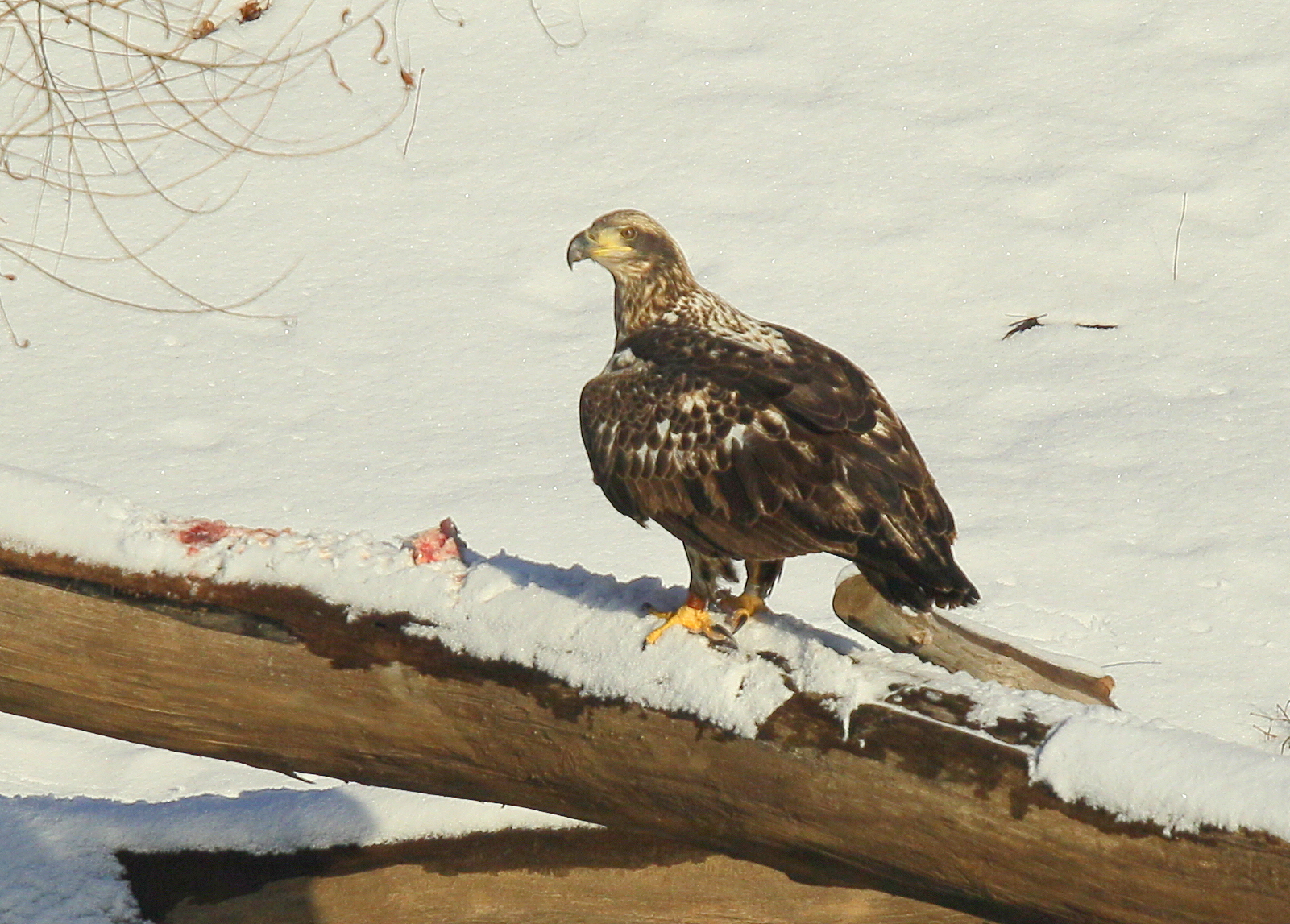 Bald Eagle, subadult