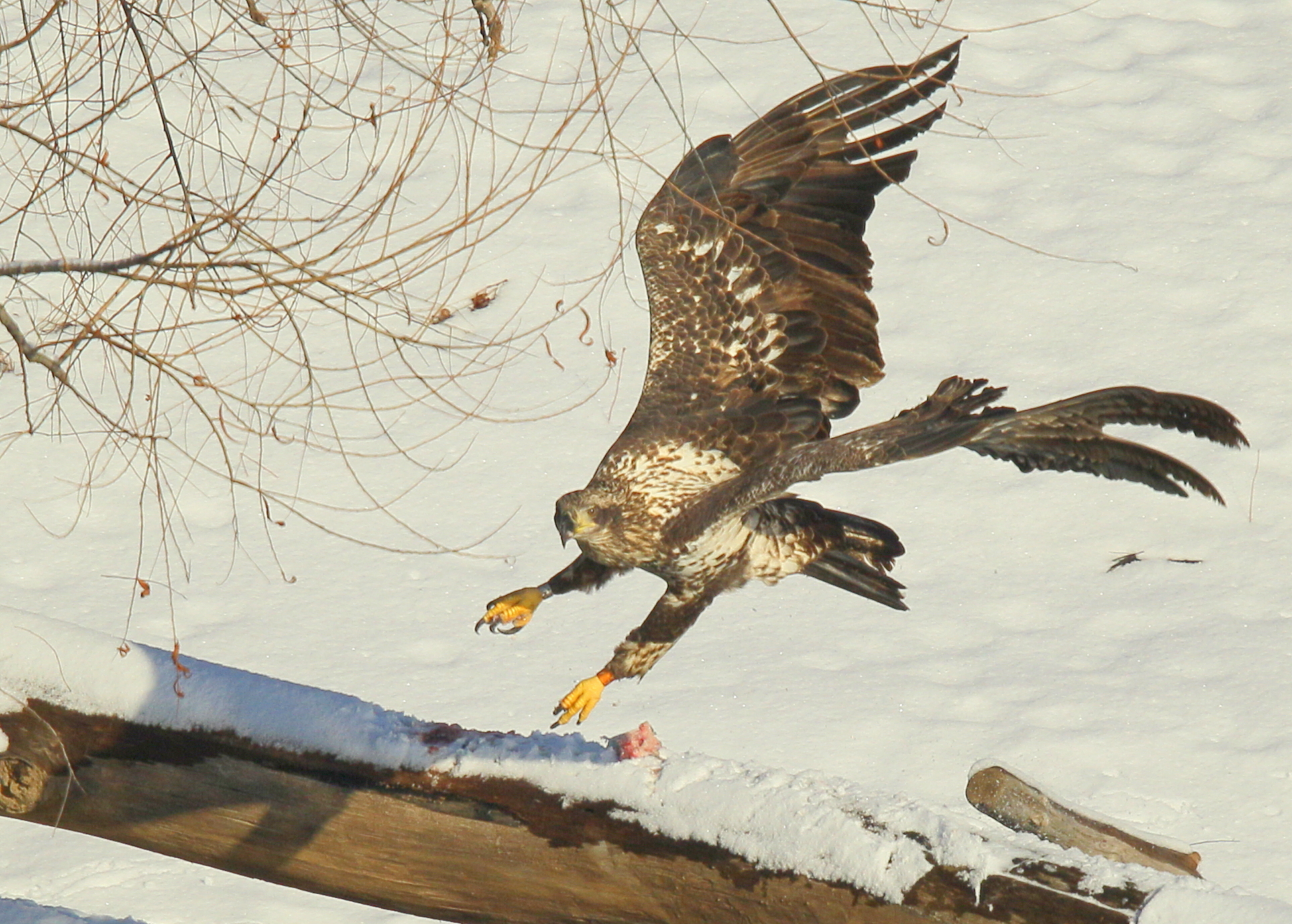 Bald Eagle, subadult; orange leg band P/7
