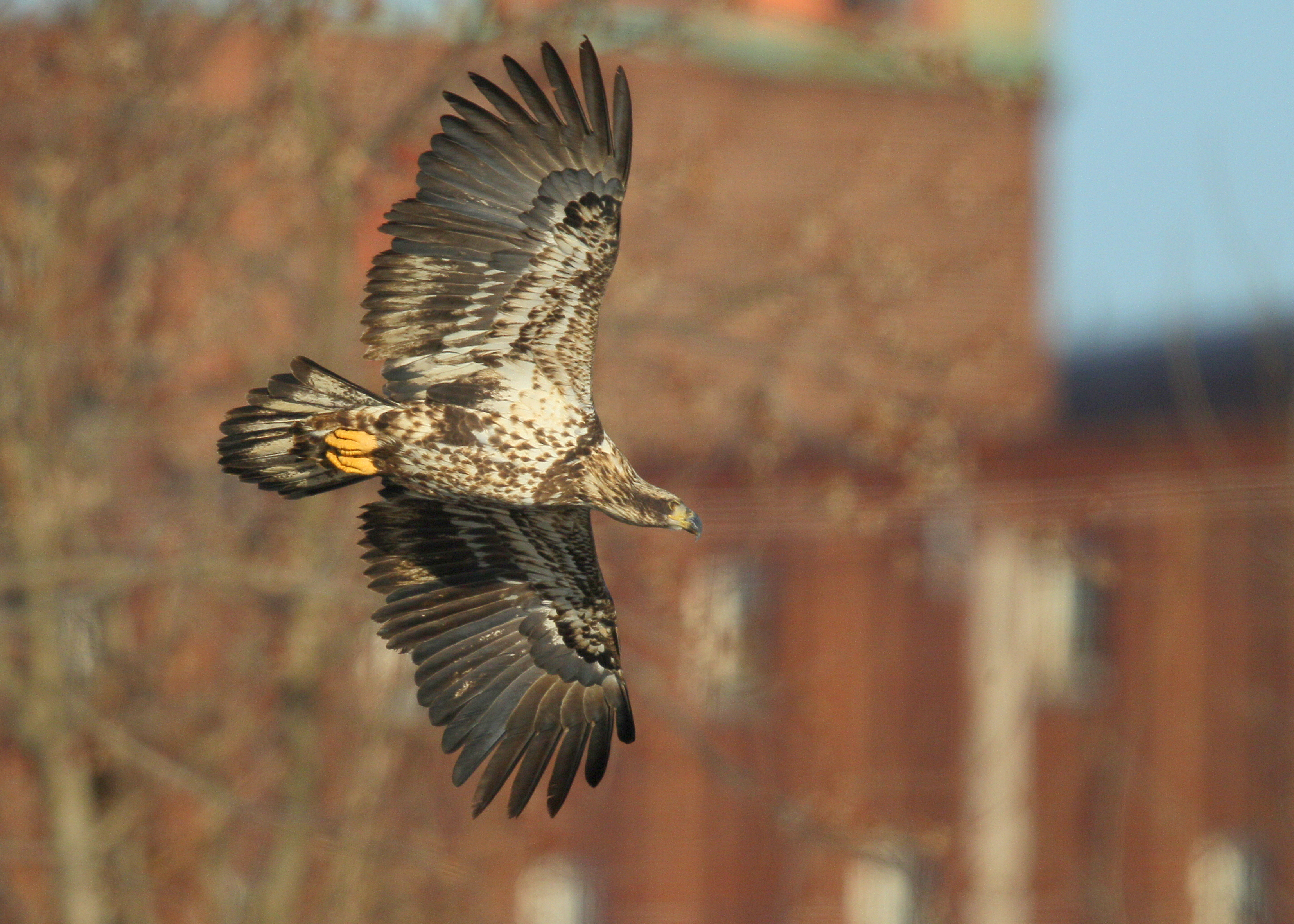 Bald Eagles, subadult Basic I plumage