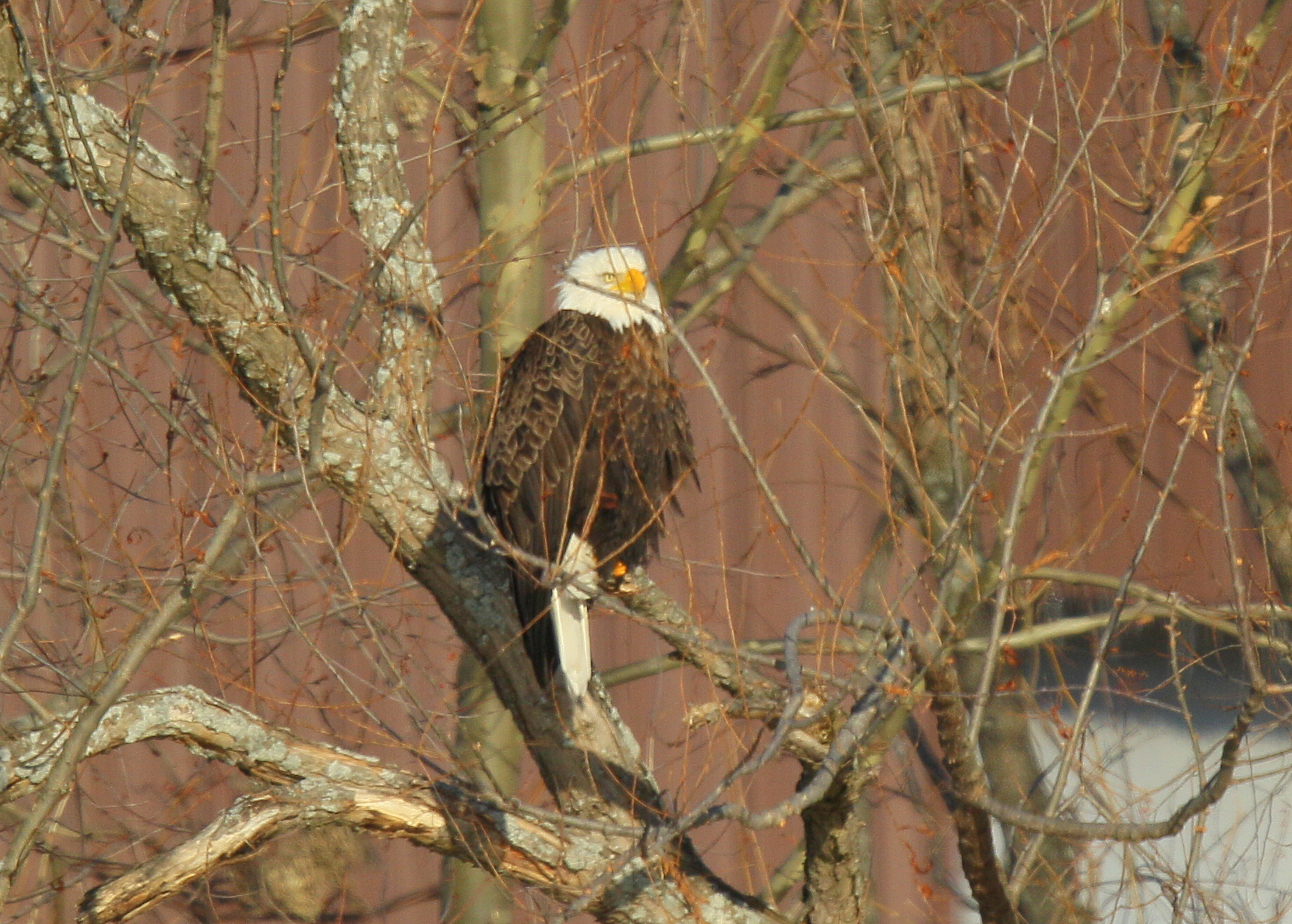 Bald Eagles, adult