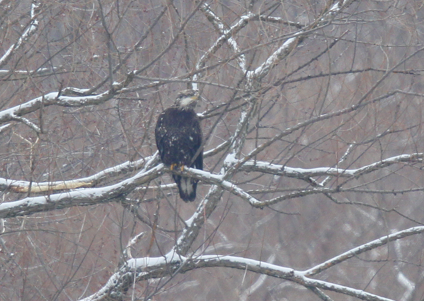 Bald Eagle, Basic III plumage