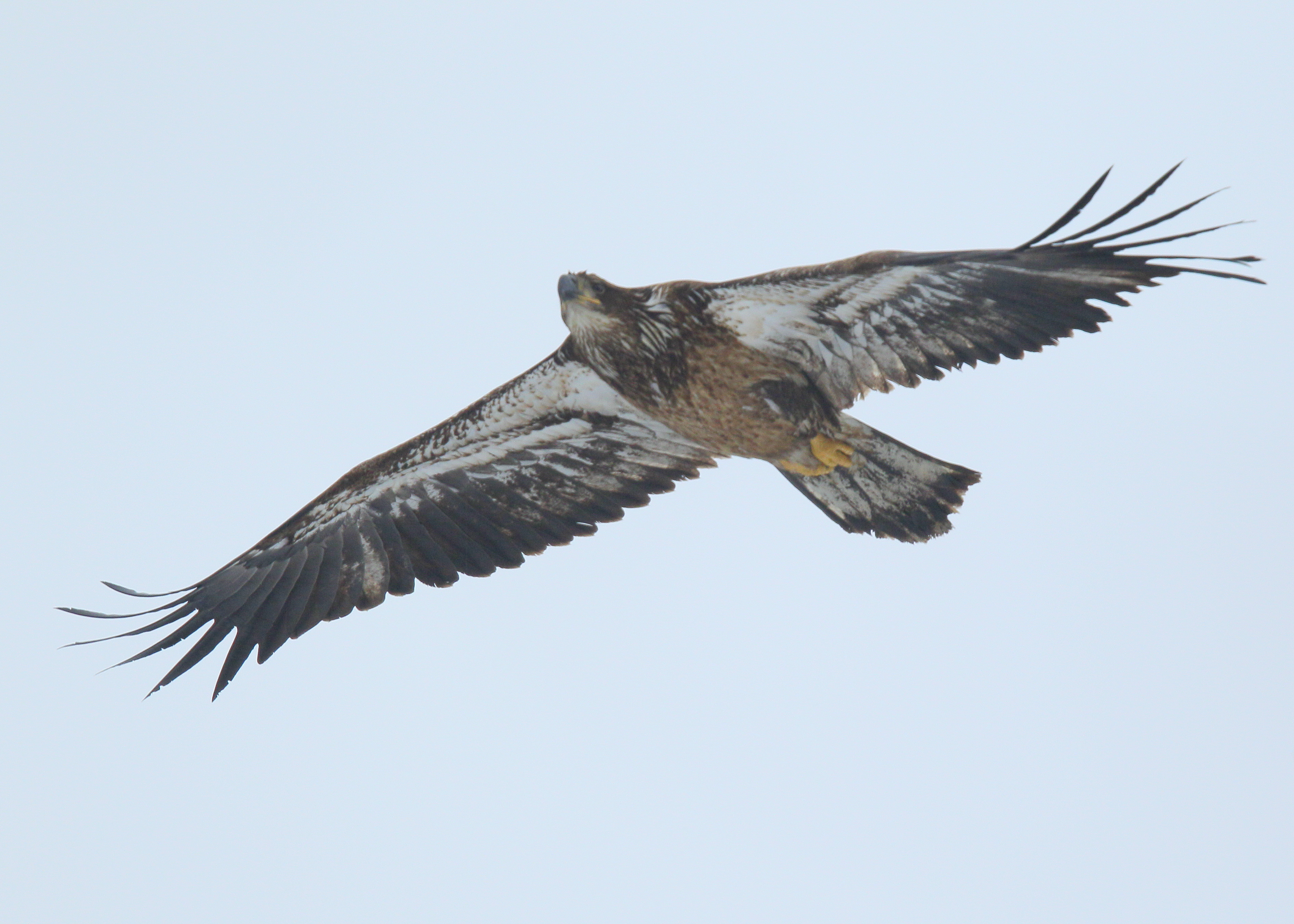 Bald Eagle, first year juvenile