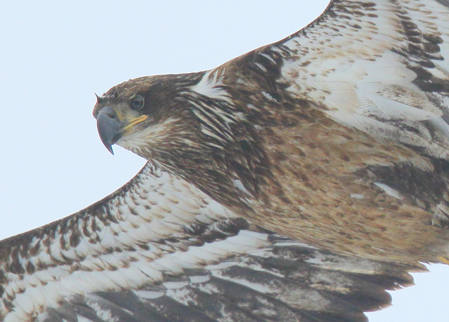 Bald Eagle, first year juvenile