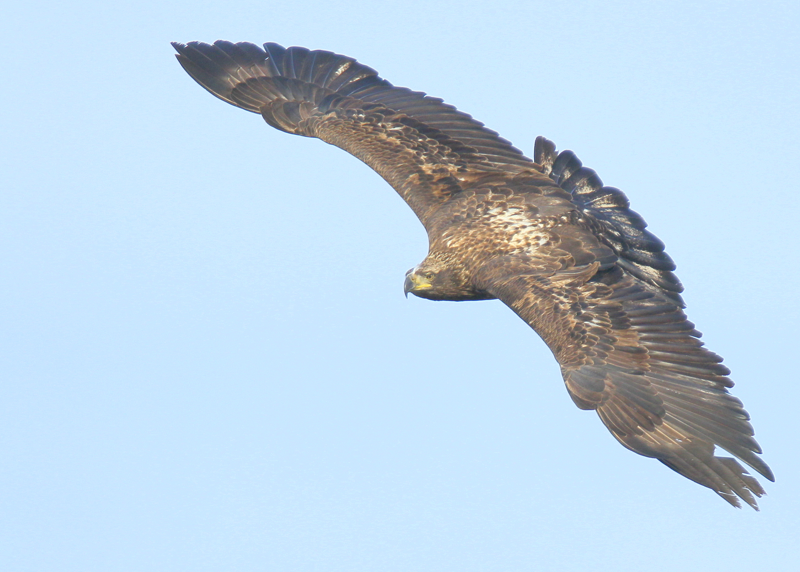 Bald Eagle, subadult
