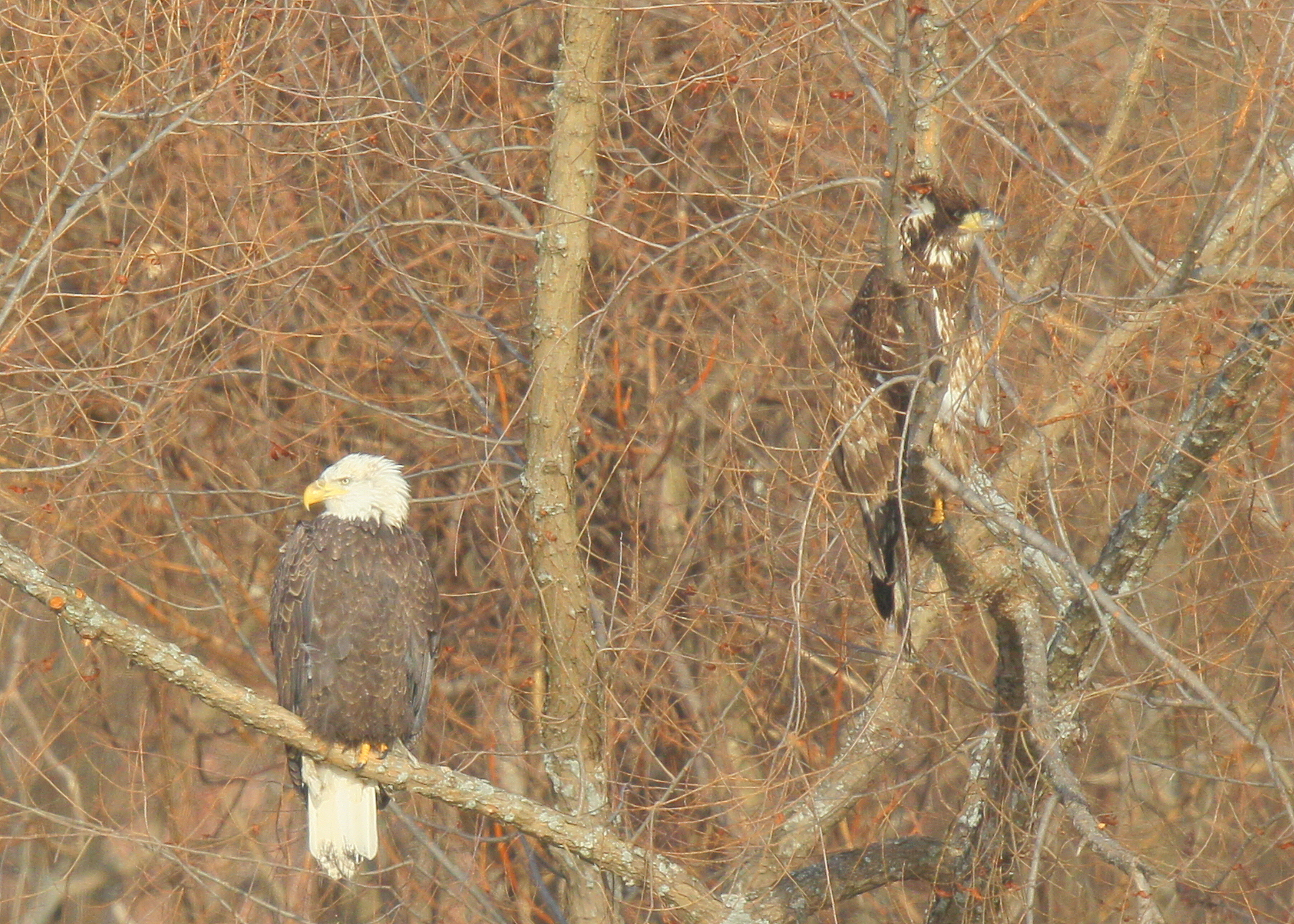 Bald Eagle
