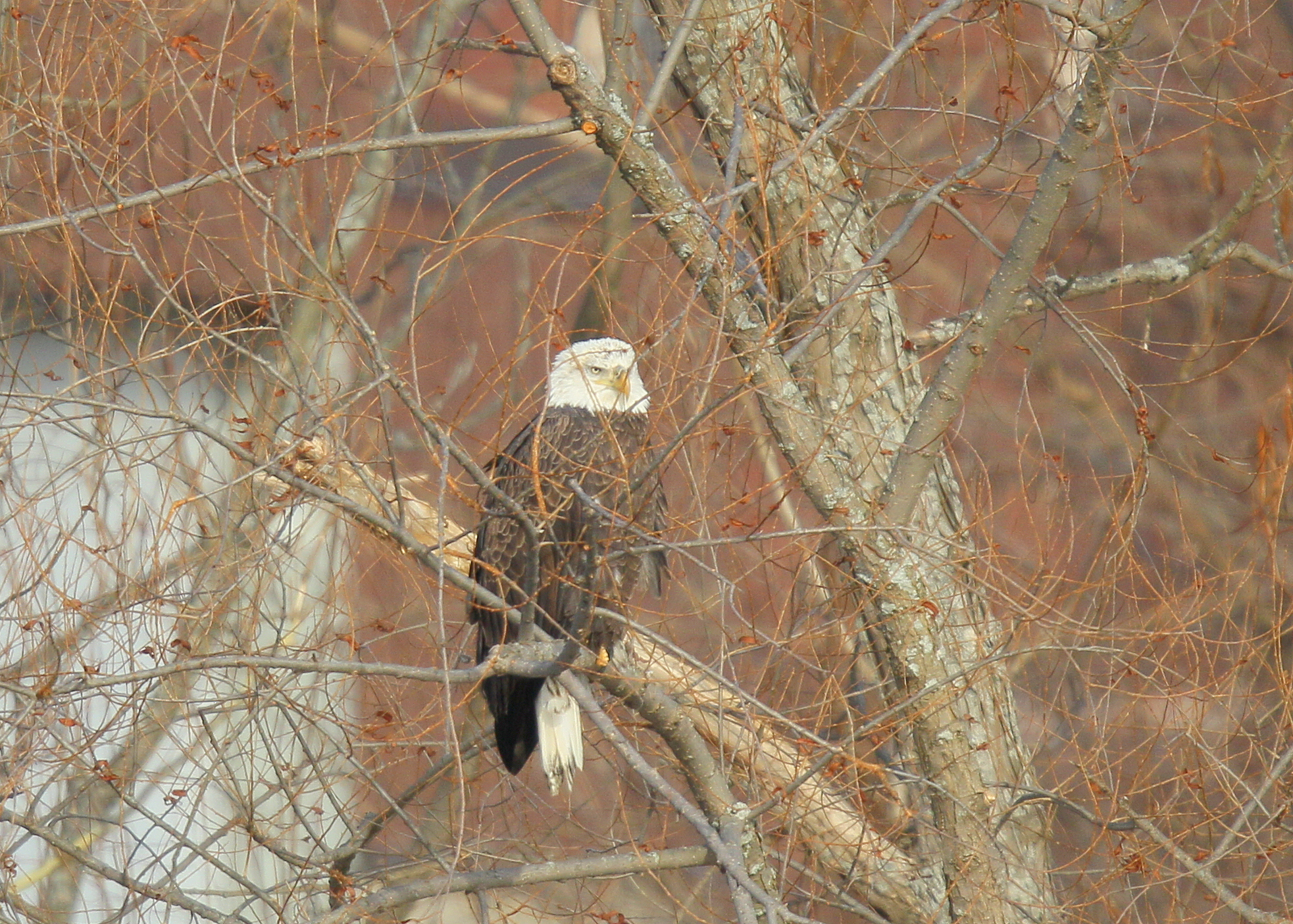 Bald Eagle