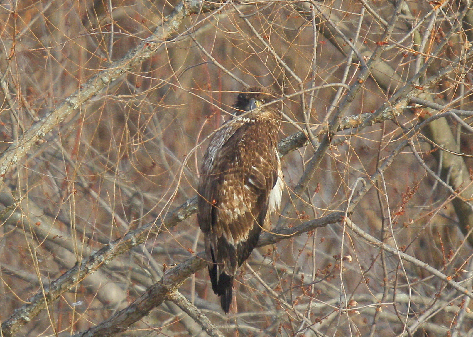 Bald Eagle