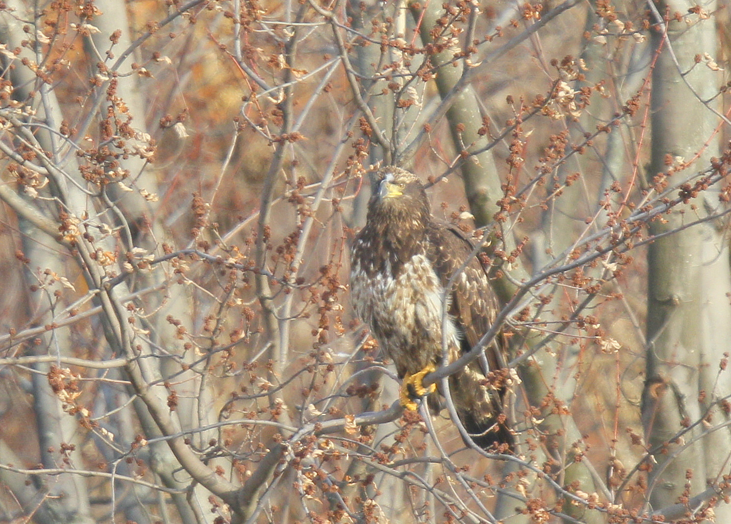 Bald Eagle