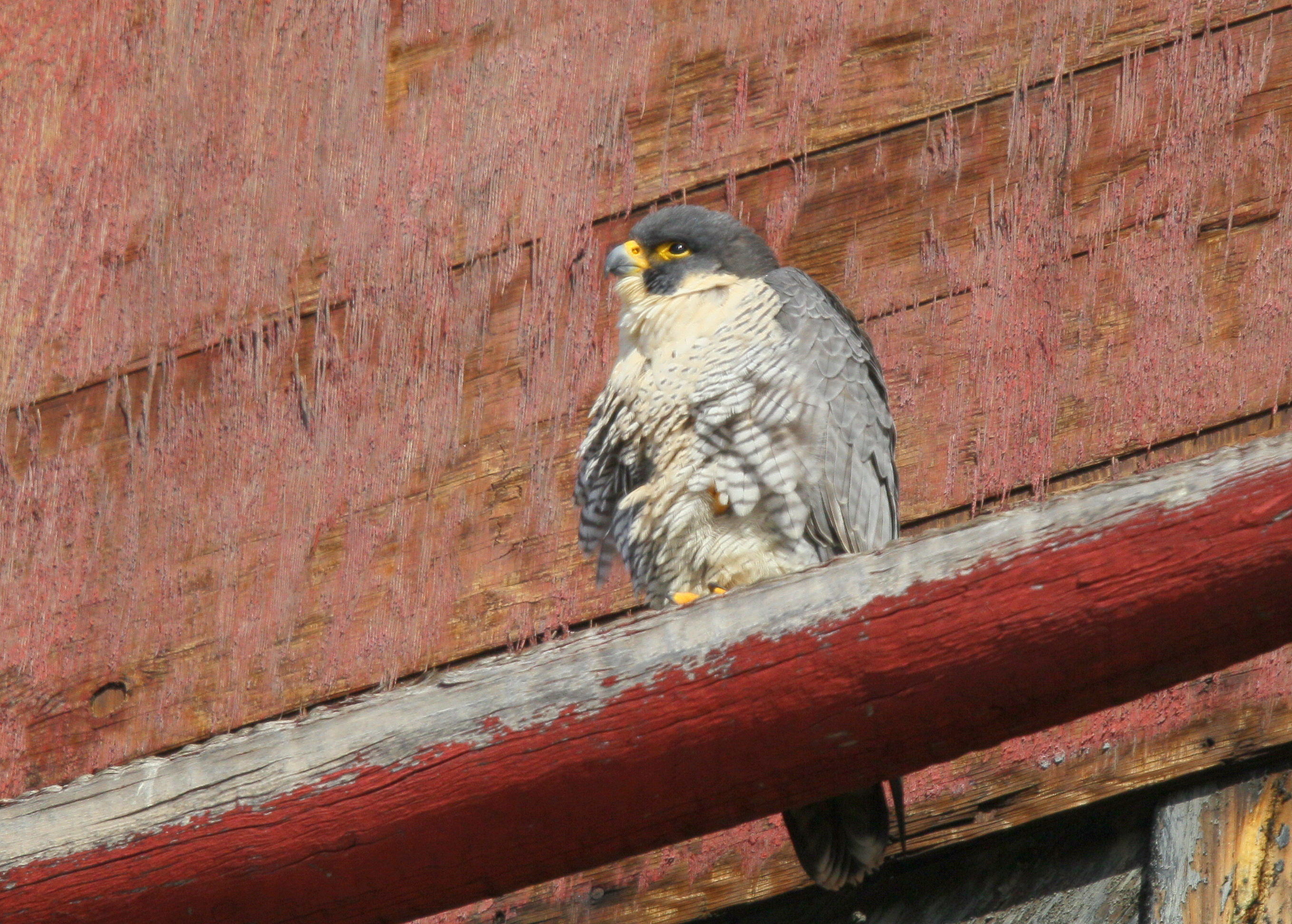 Peregrine Falcon, female on ledge calling to male