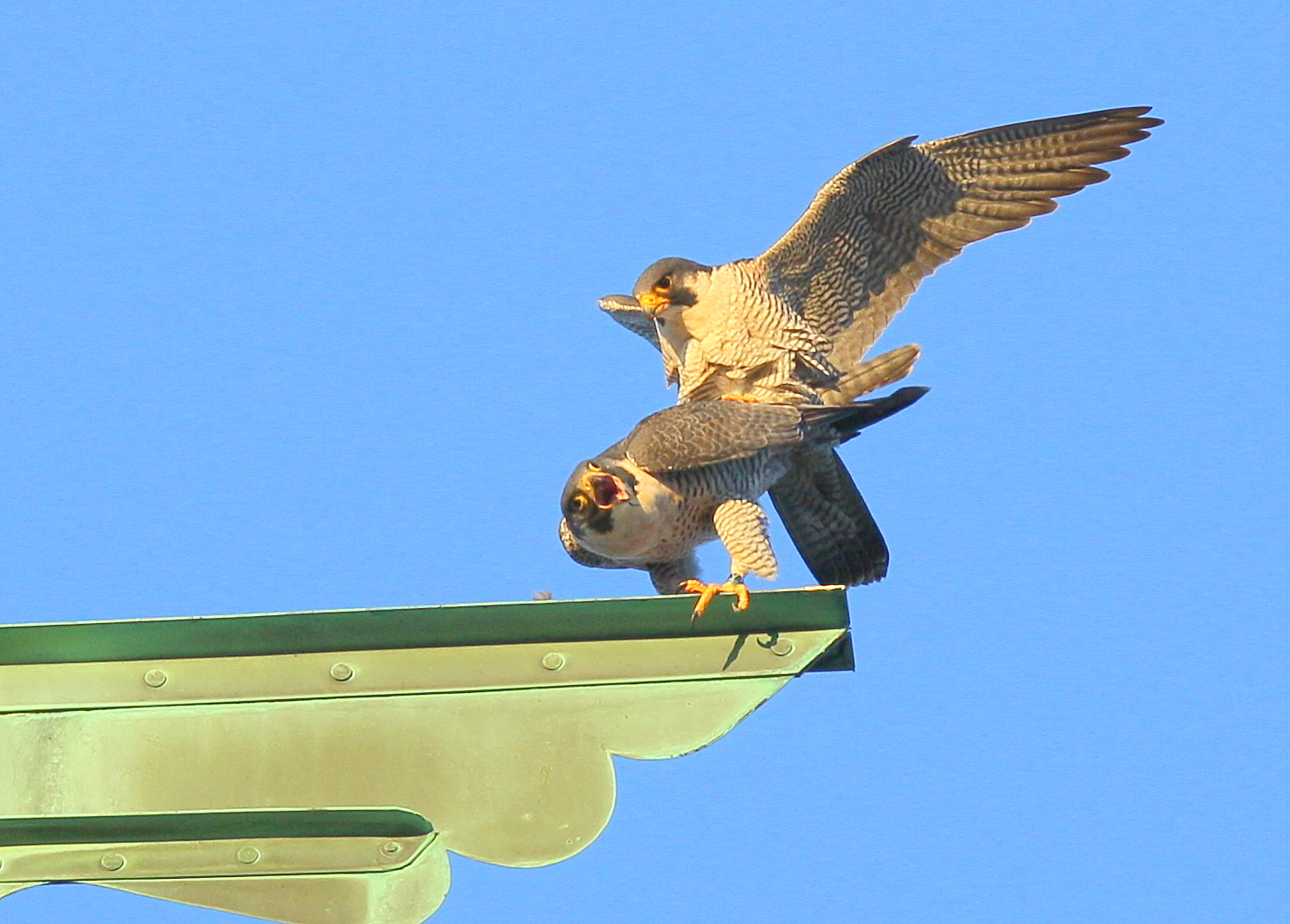 Peregrine Falcons in 9 second copulation mode