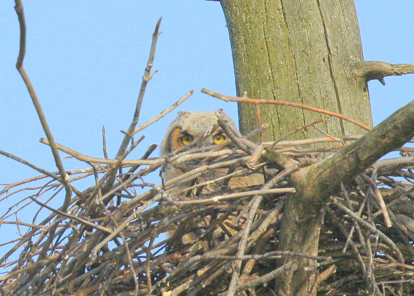 Great Horned Owlet