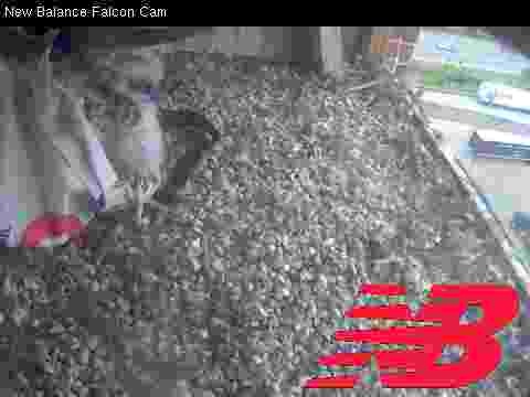 Peregrine Falcon banding: second chick being released