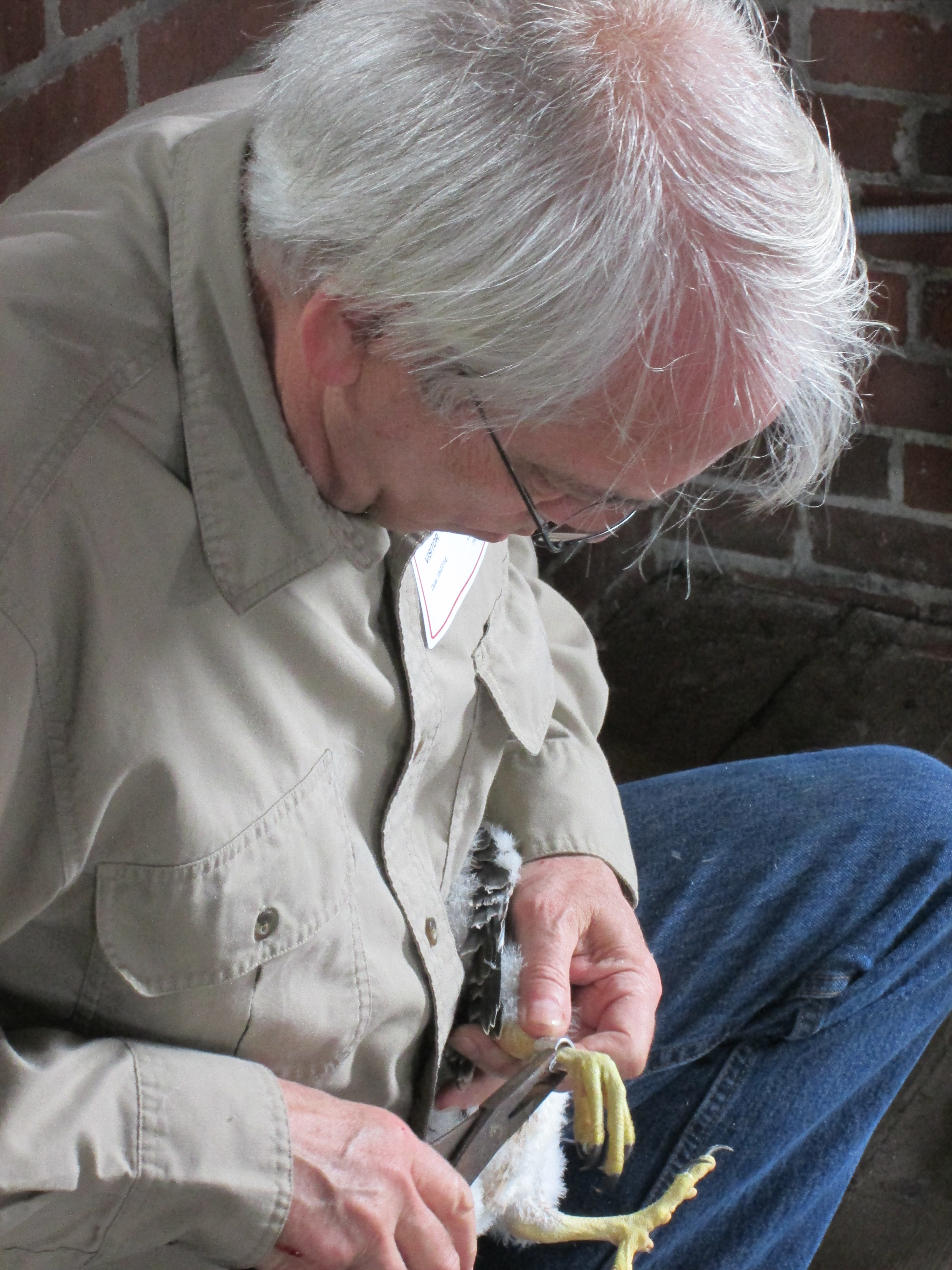 Peregrine Falcon banding: Federal band final touch