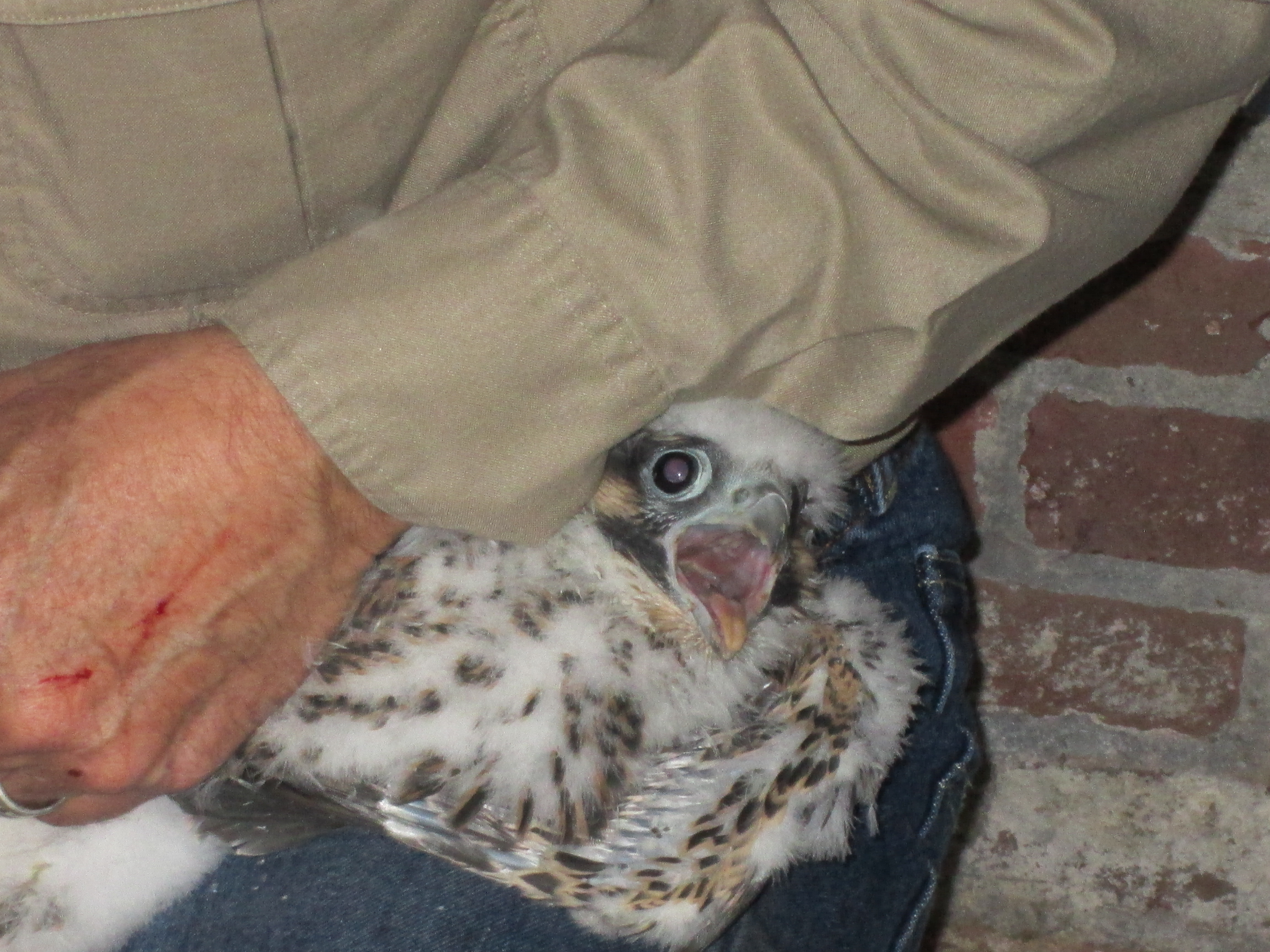 Peregrine Falcon banding: squawking chick