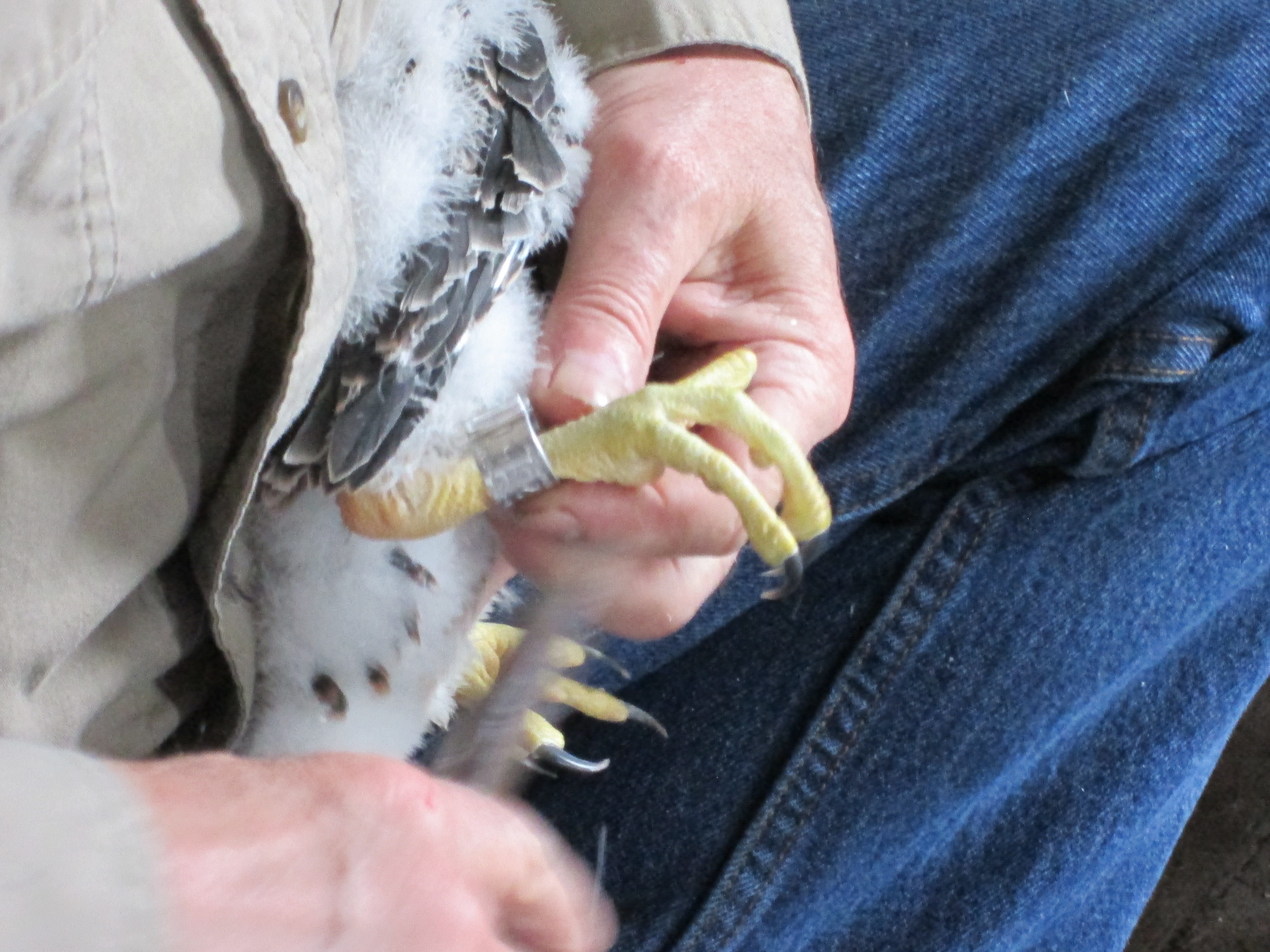 Peregrine Falcon banding: silver Federal band