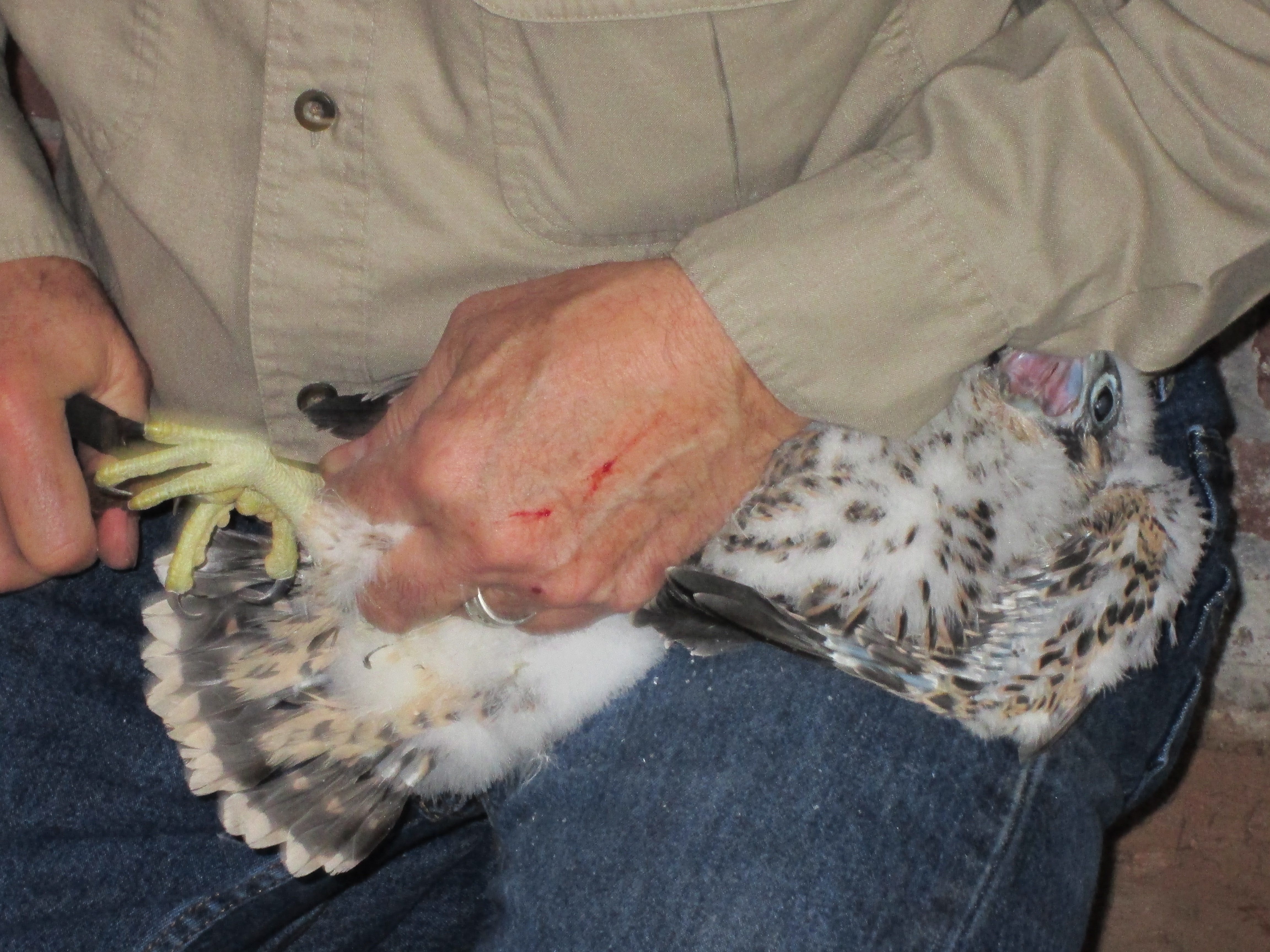 Peregrine Falcon banding