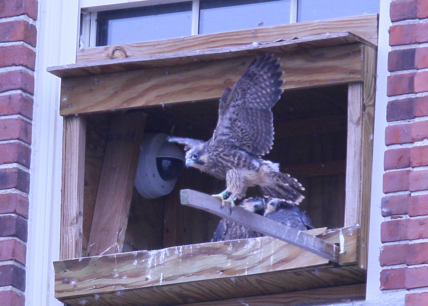 Peregrine chicks ready to fledge!