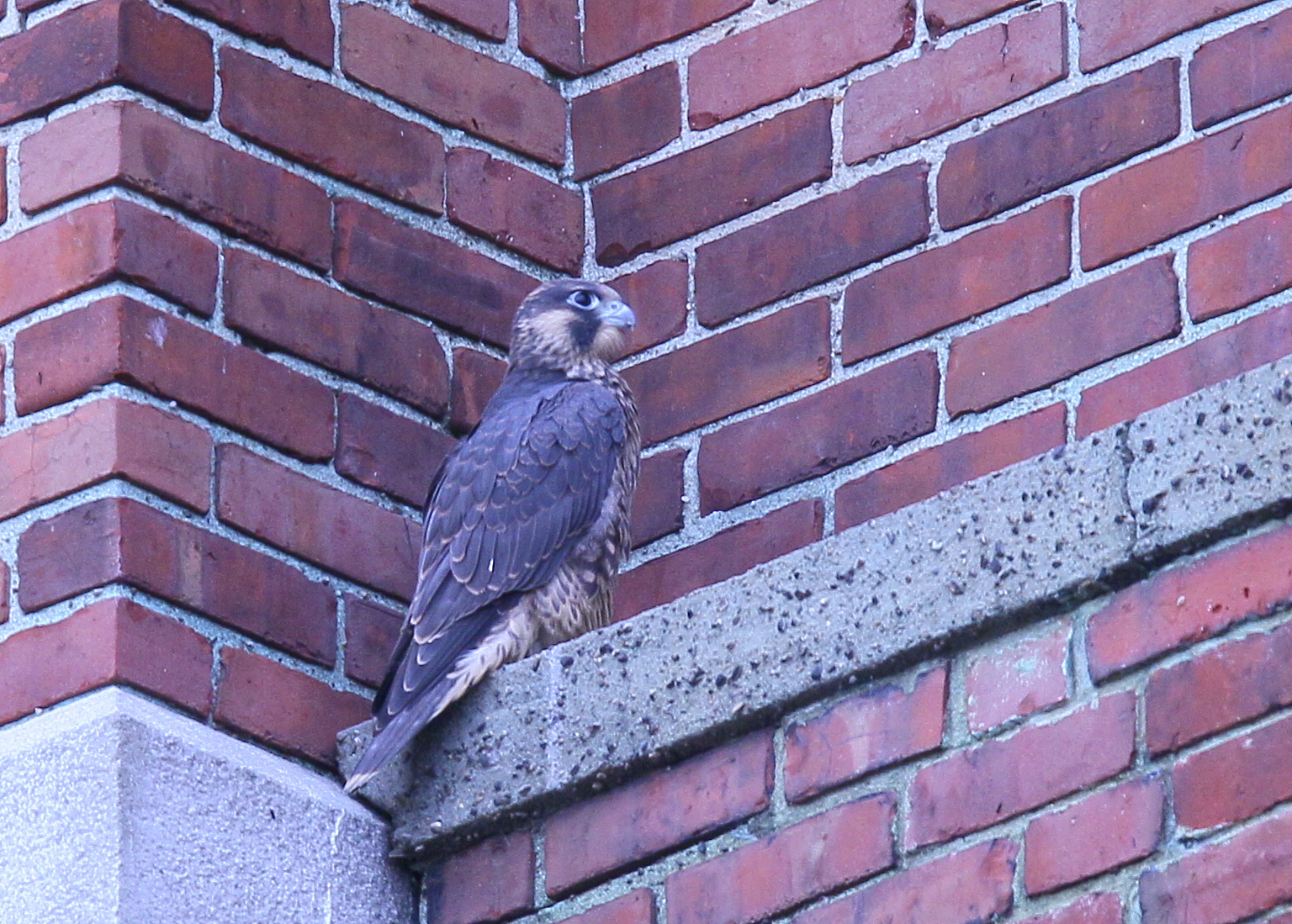 Peregrine fledgling
