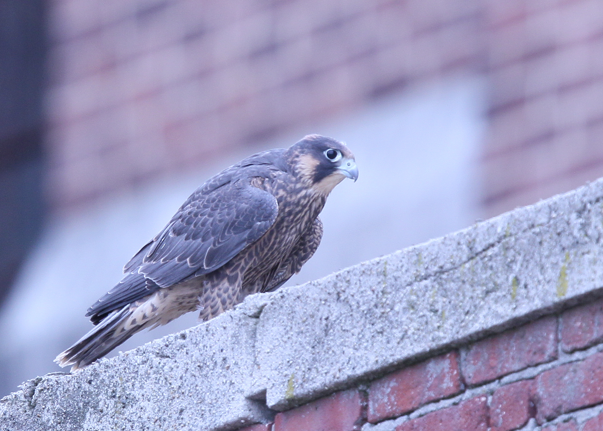 Peregrine Falcon fledgling (leg band 59/BD)