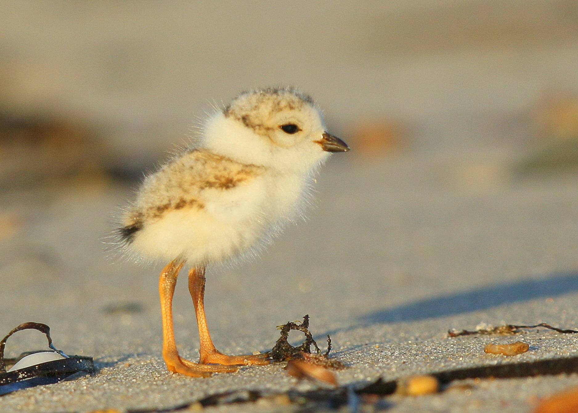 Piping Plover chick; 4 days old!