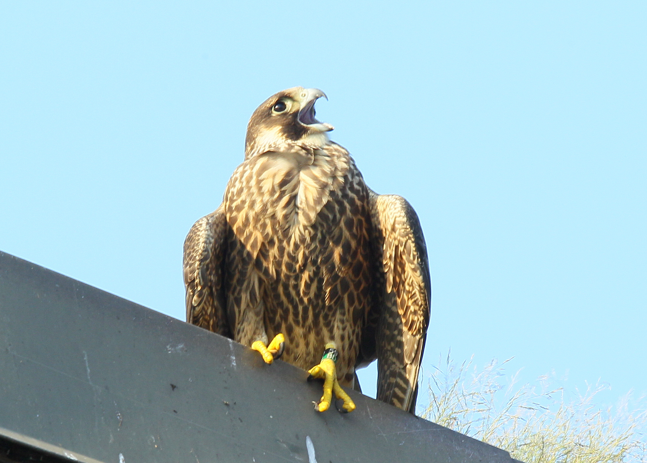 Peregrine Falcon juvenile, leg bands: 59/BD