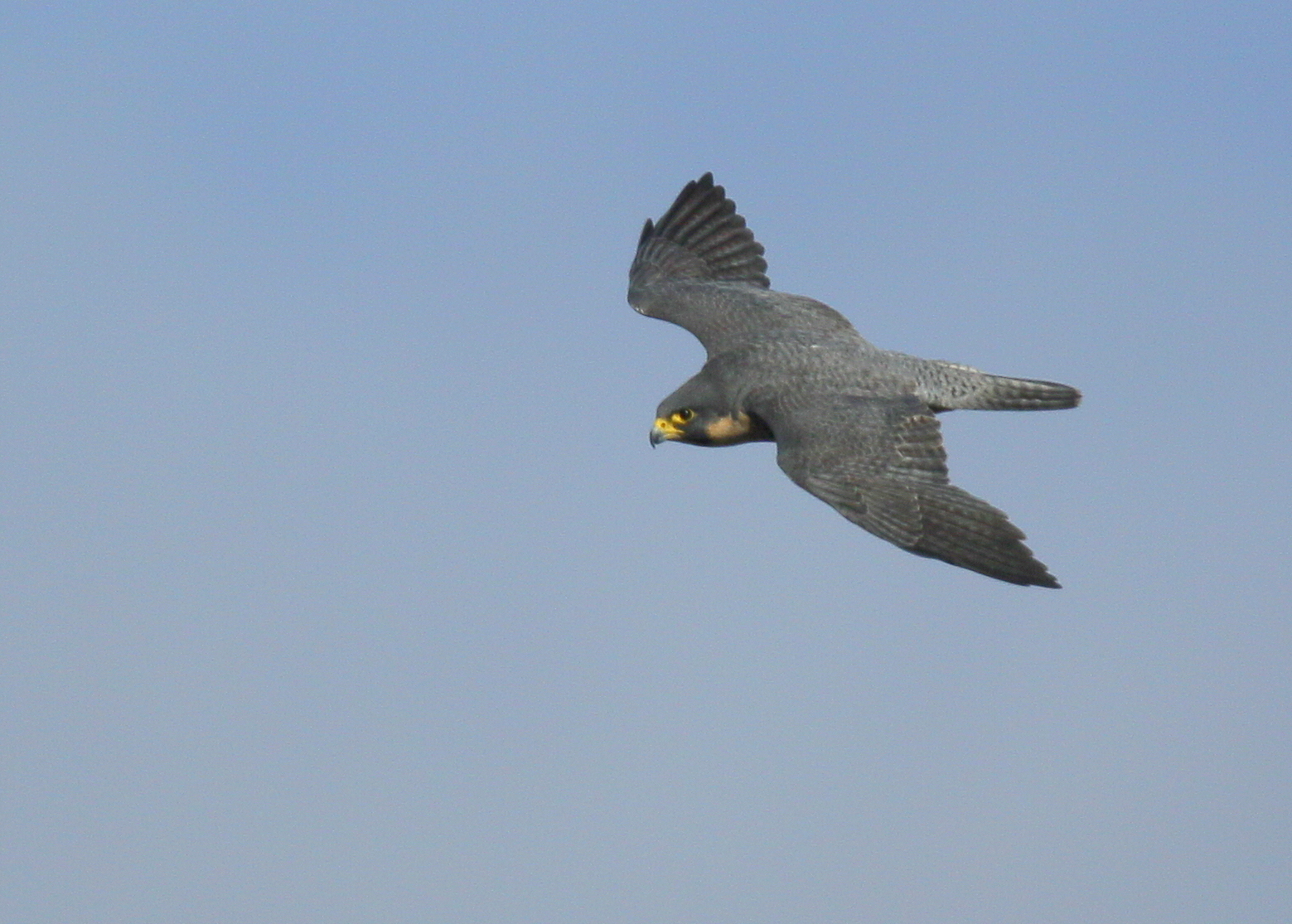 Peregrine Falcon, adult female in flight