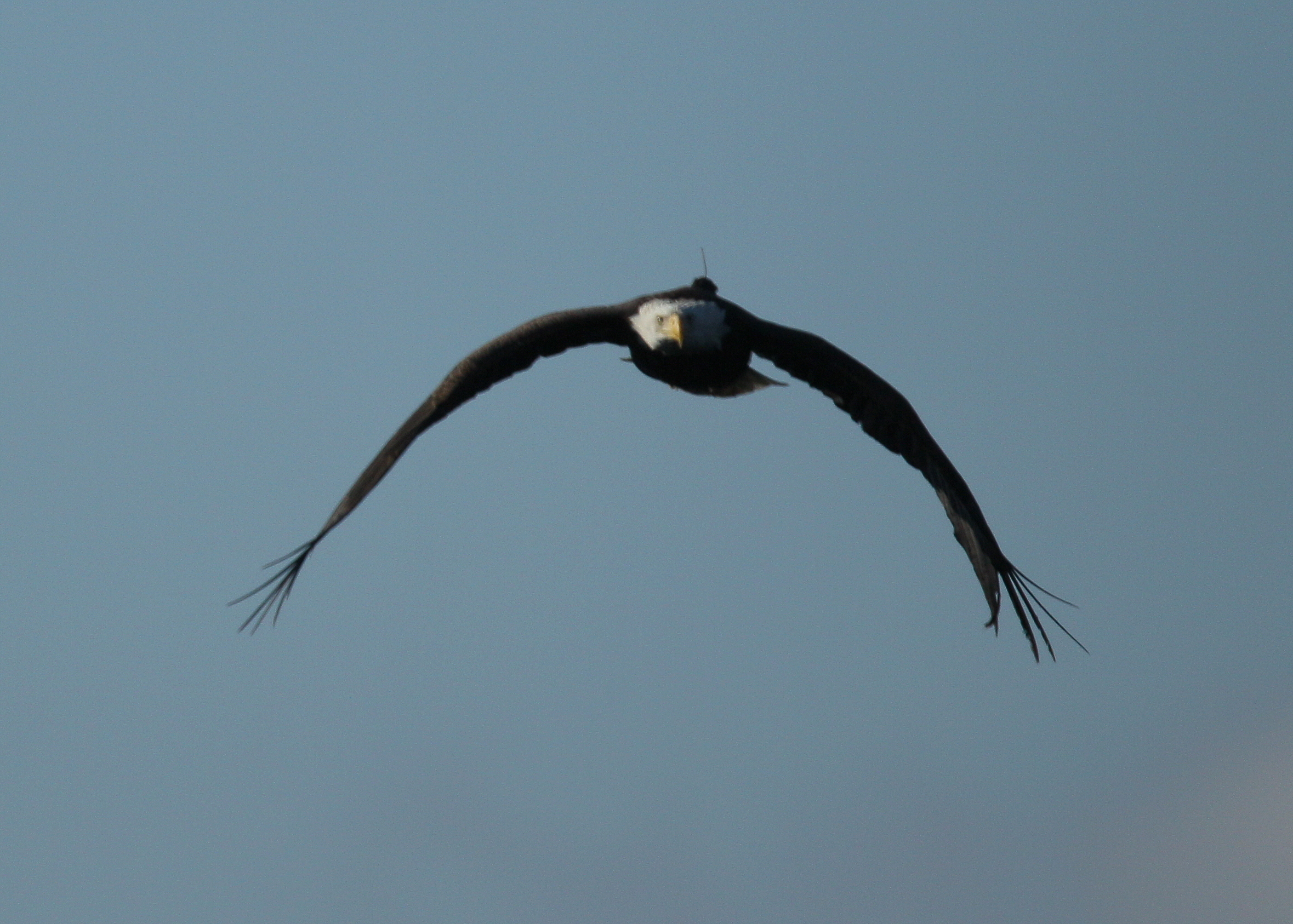 Bald Eagle, adult with transmitter and antenna