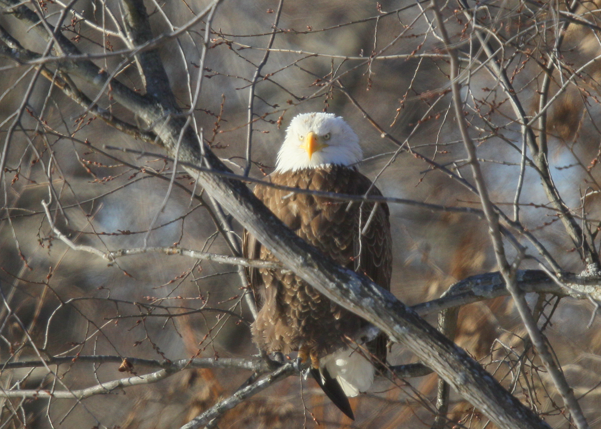 Bald Eagle, adult