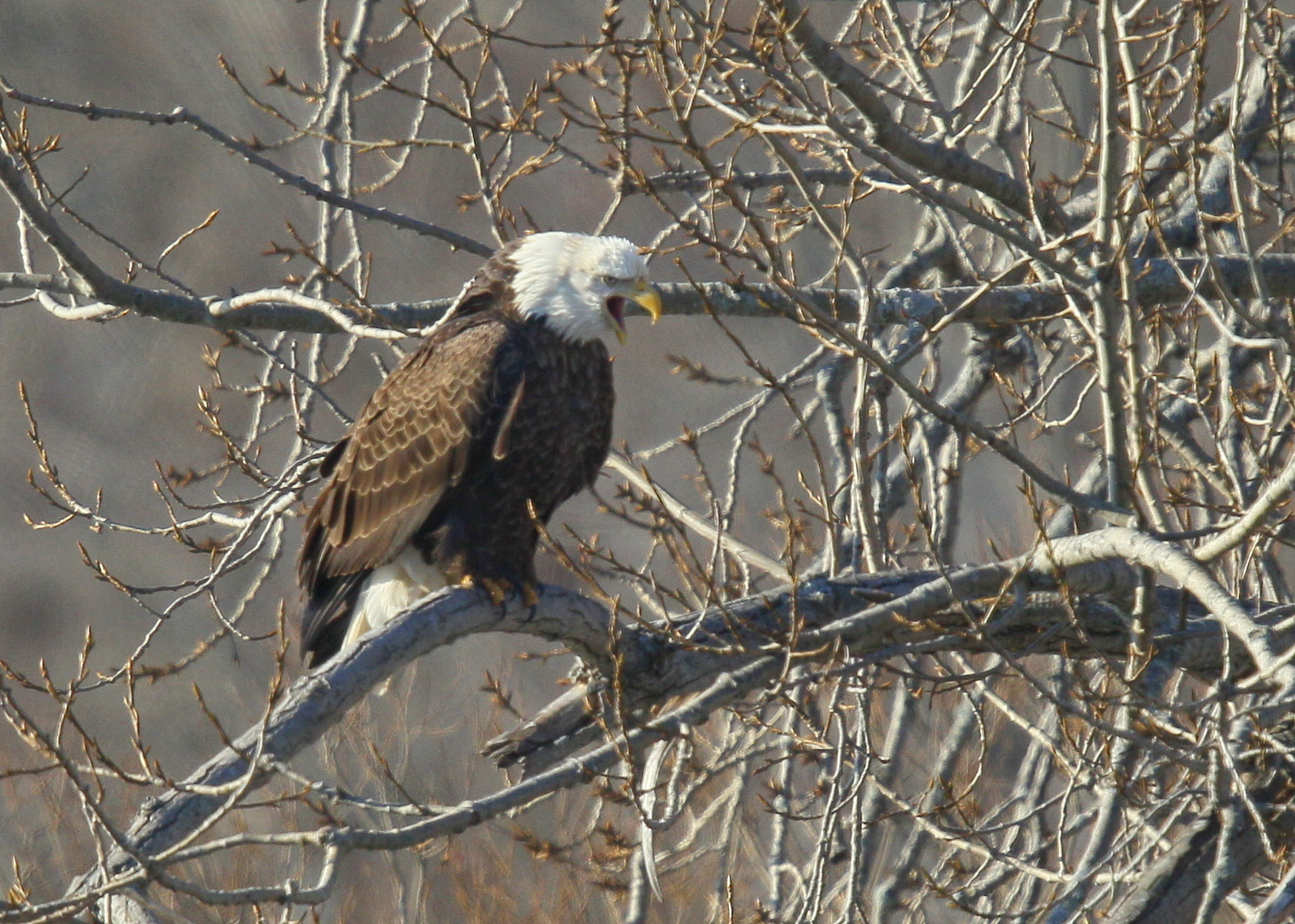 Bald Eagle, adult