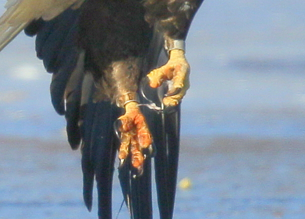 Bald Eagle, adult with leg band