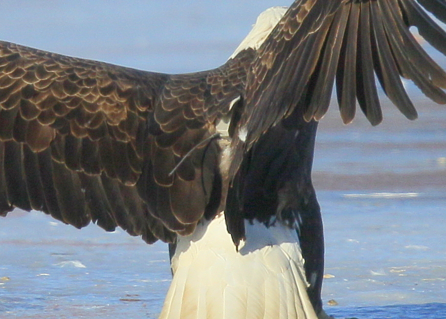 Bald Eagle, adult with transmitter and antenna